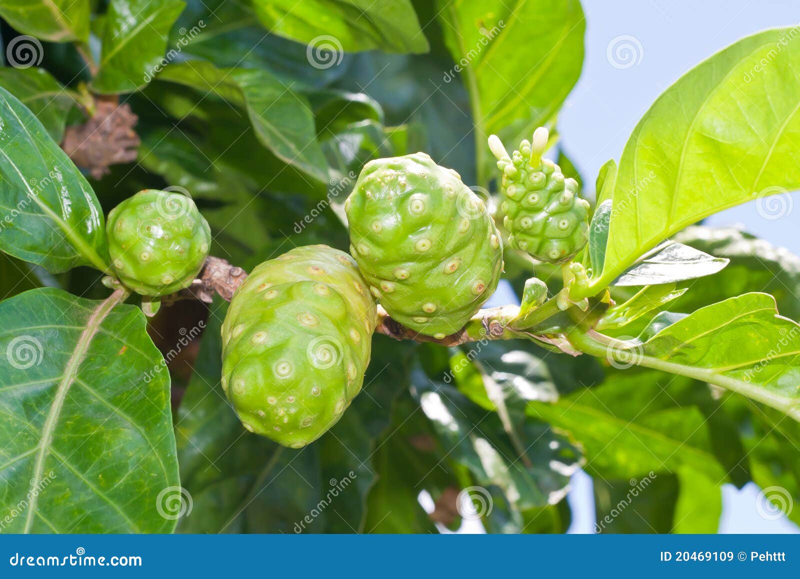 Fruit de Noni sur l'arbre image stock. Image du noni 20469109