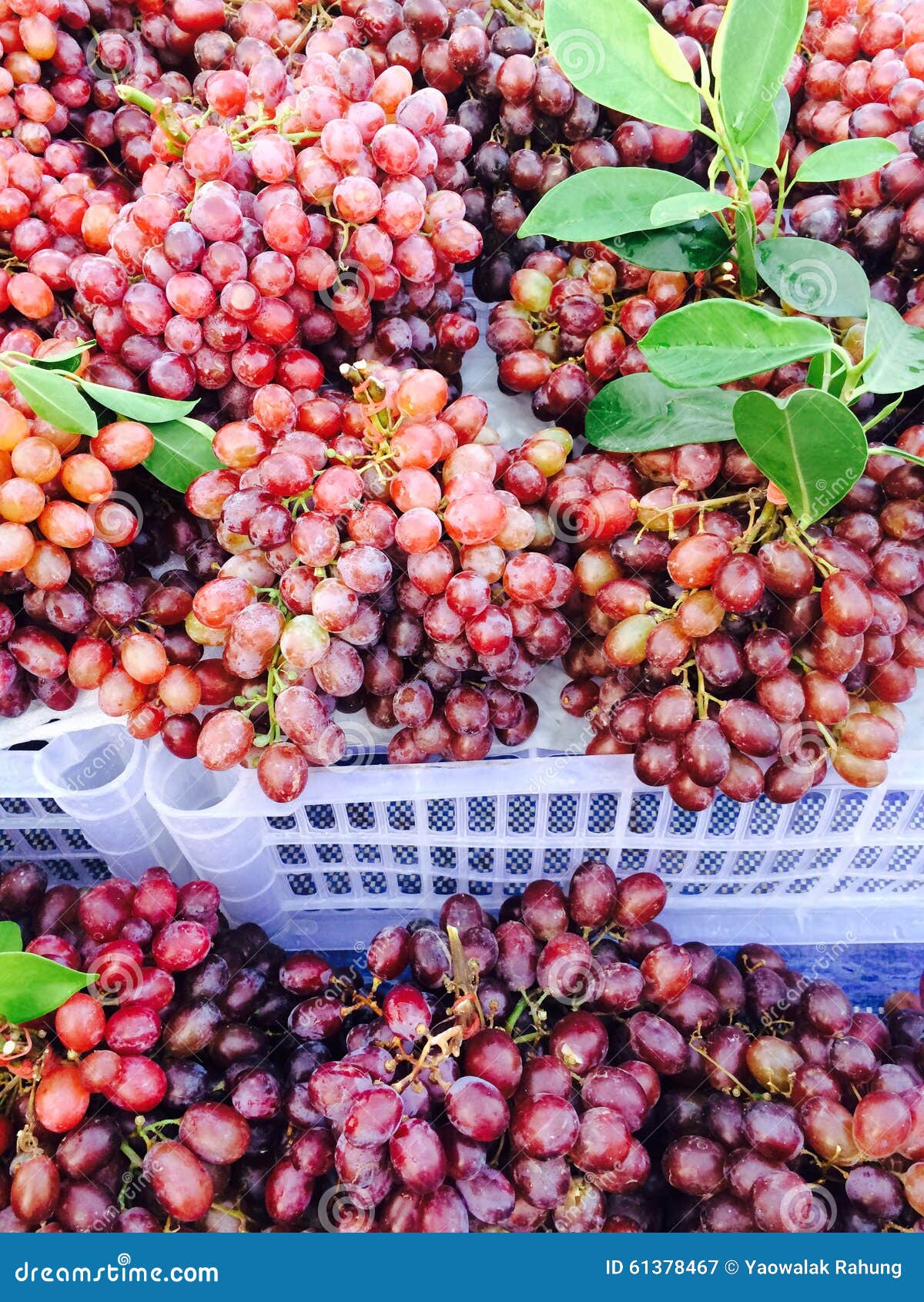 Fruit de raisin image stock. Image du myrtille, canneberge 61378467
