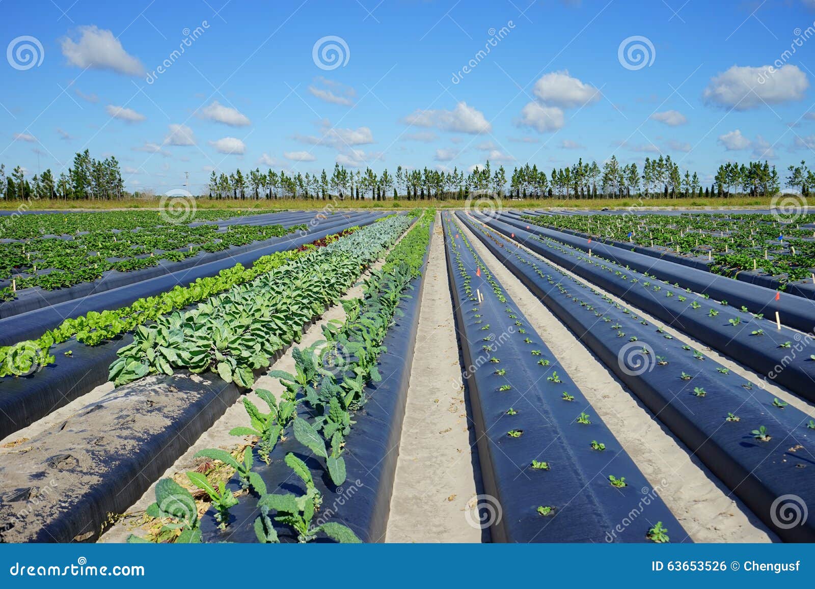 Fruit Farm of florida stock photo. Image of cabbage, allotment 63653526