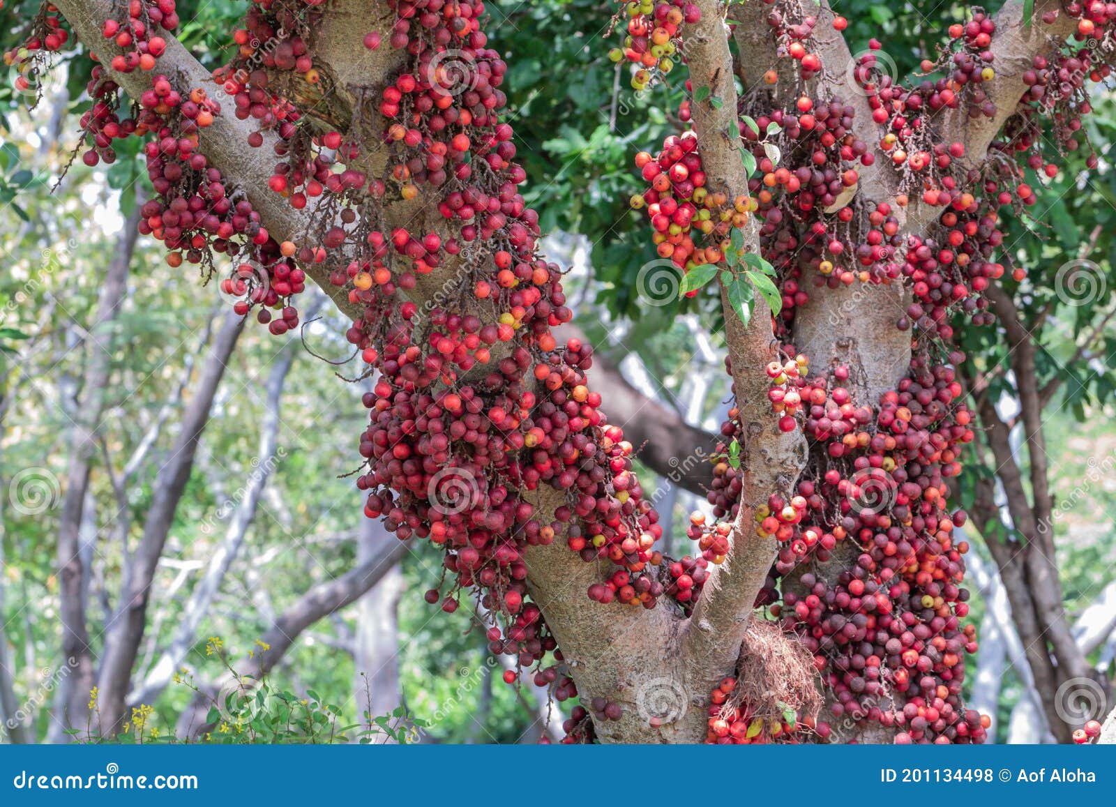Fruit of Ficus Racemos.the Common Name Fig Fruit,cluster Fig Tree