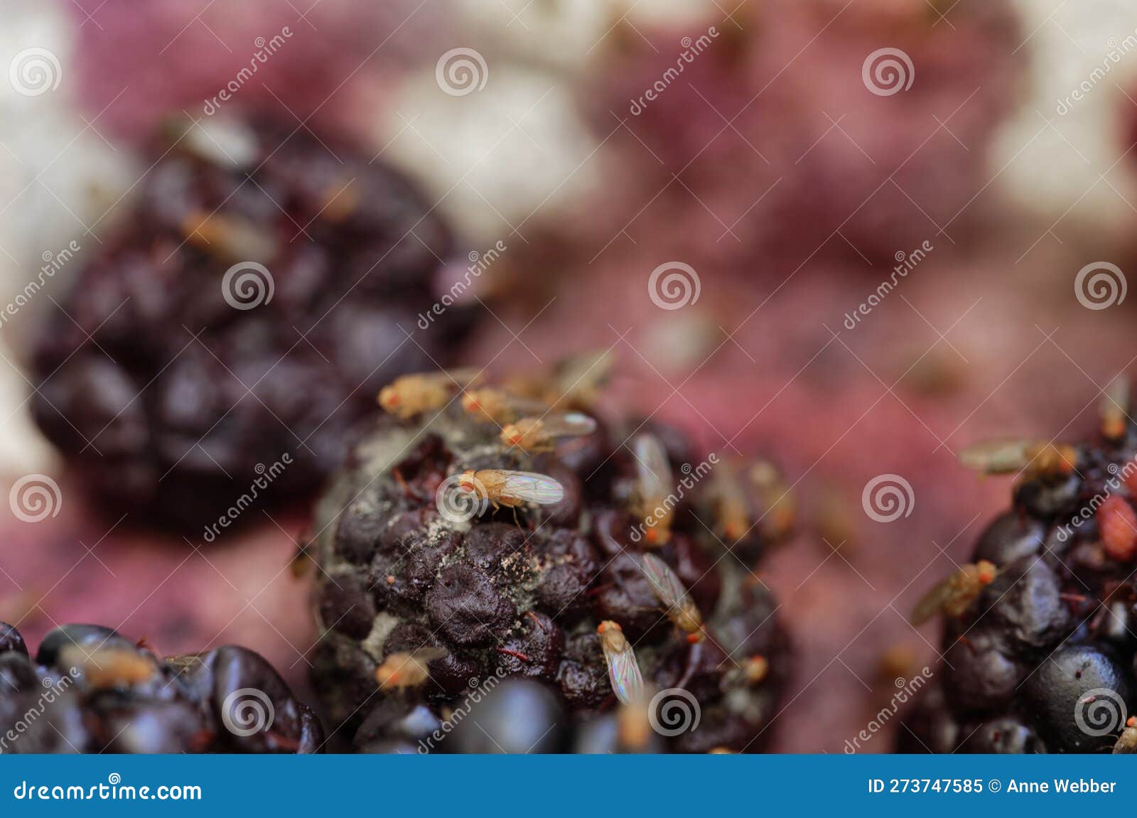 Fruit Flies Have Found Some Blackberries that are Going Off, they are
