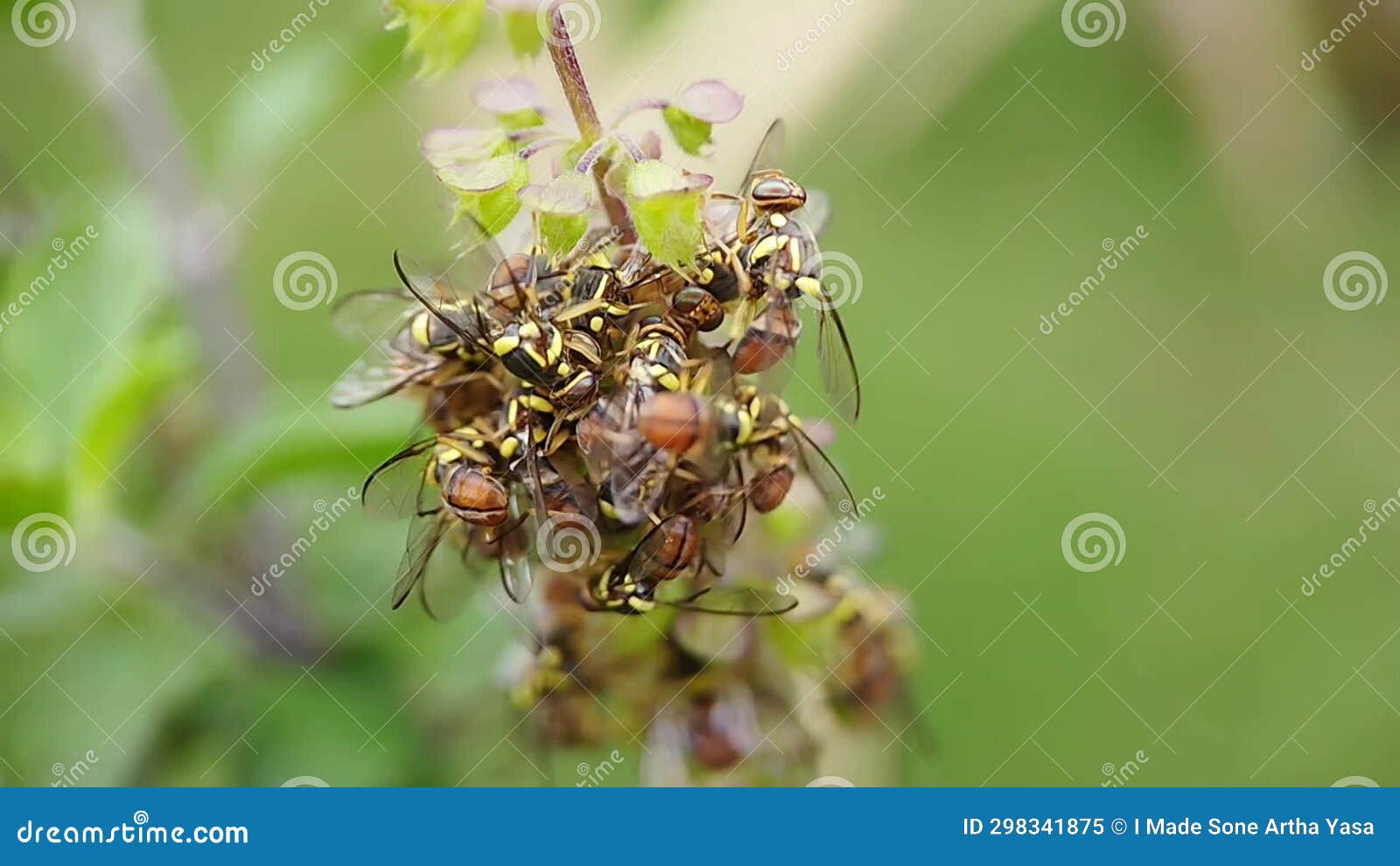 Fruit Flies Swarm on Basil Trees Stock Video Video of macro, closeup