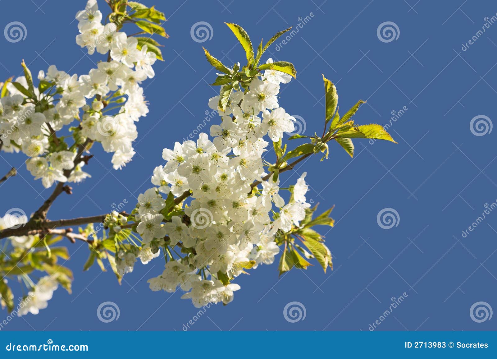 Fruit flowers stock image. Image of april, blossom, plum 2713983