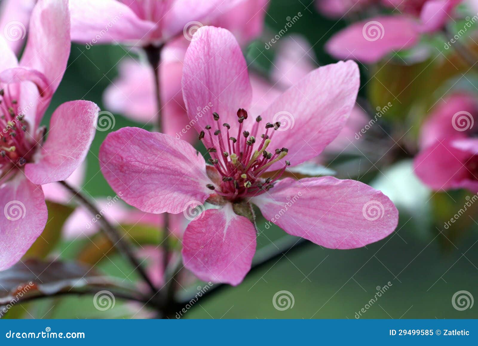 Fruit flowers stock image. Image of branch, easter, purple 29499585