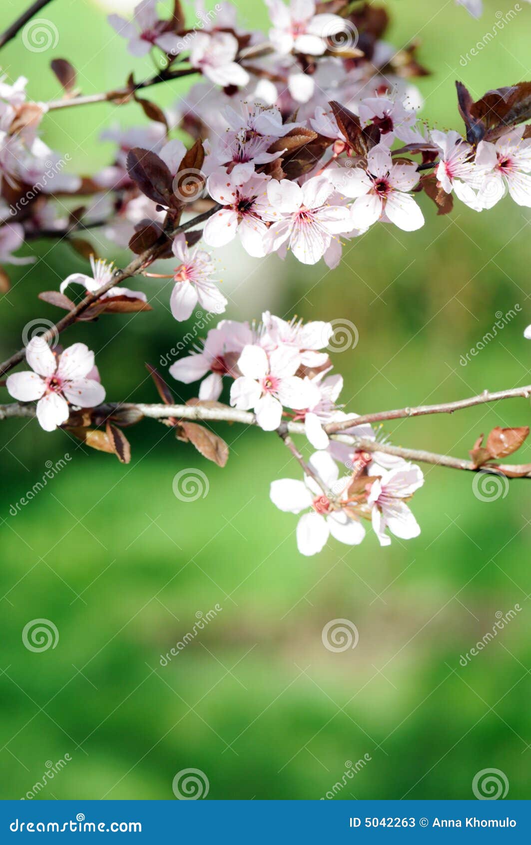 Fruit flowers stock image. Image of springtime, blossoming 5042263
