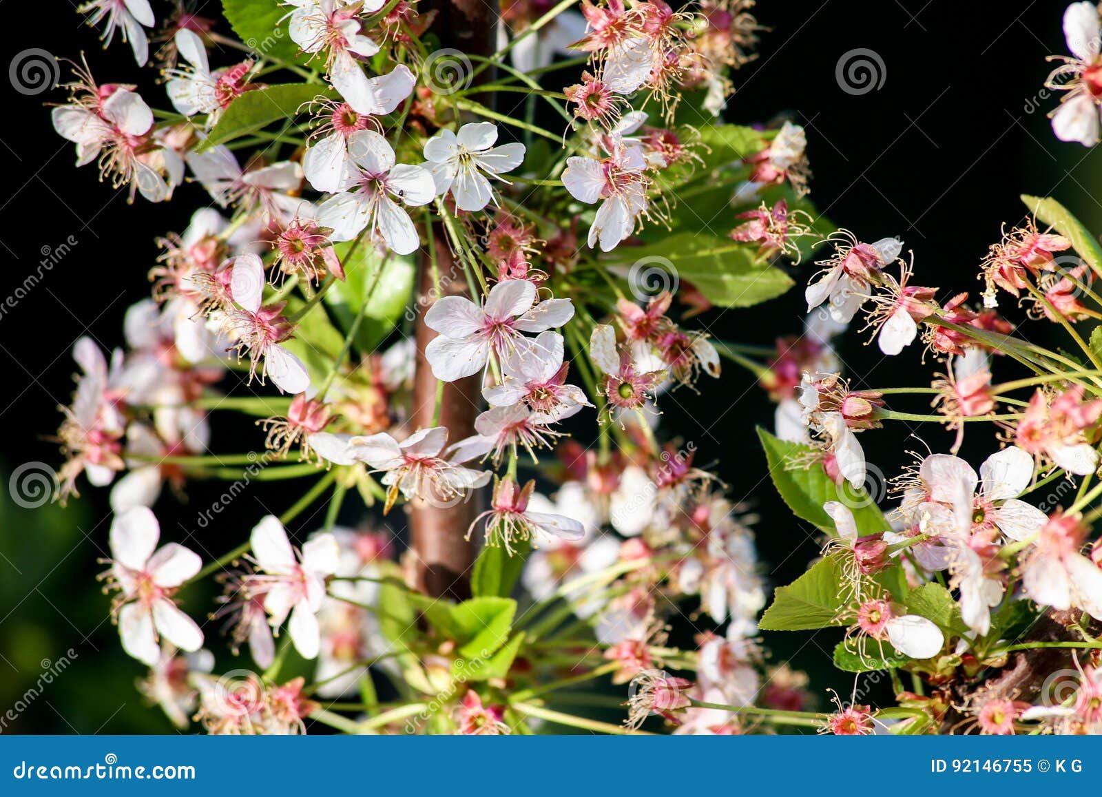 Fruit flowers stock image. Image of bloom, blooming, fruit 92146755
