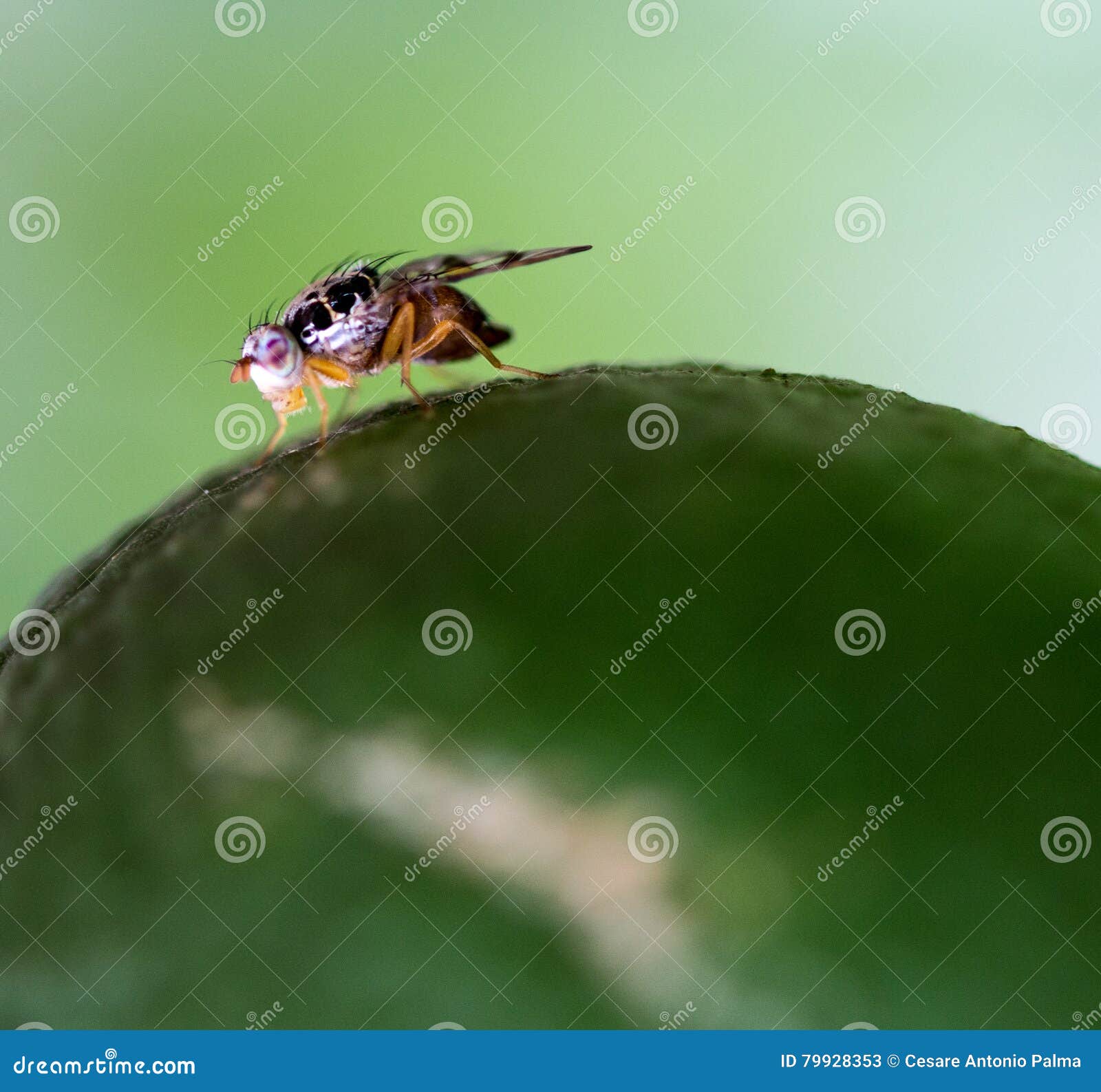 Fruit fly on citrus stock image. Image of ceratitis, mediterranean