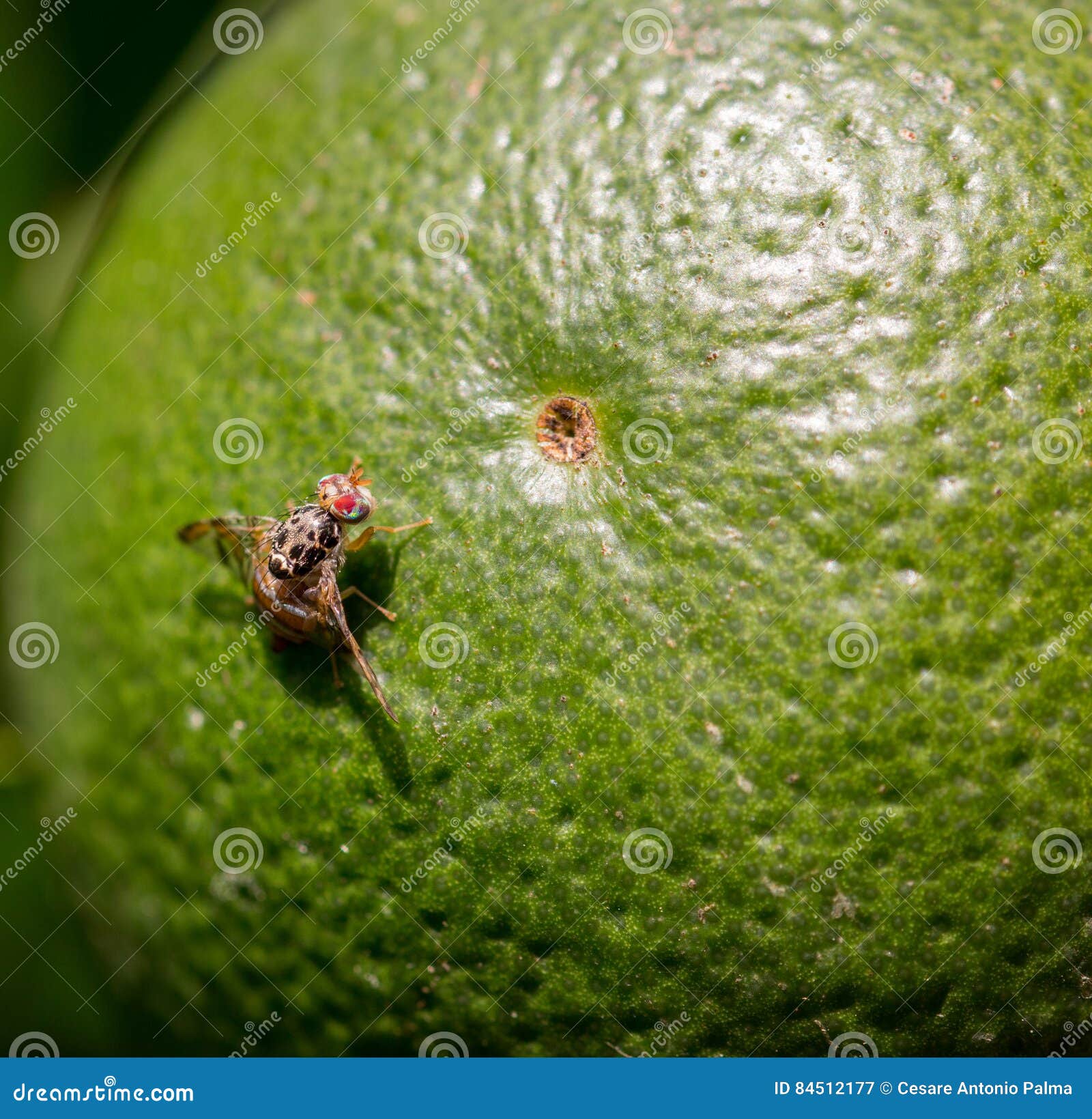 Fruit fly on citrus stock image. Image of agriculture 84512177
