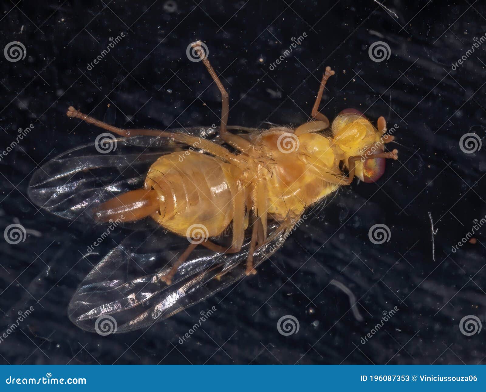 Fruit fly stock image. Image of schizophora, nature 196087353