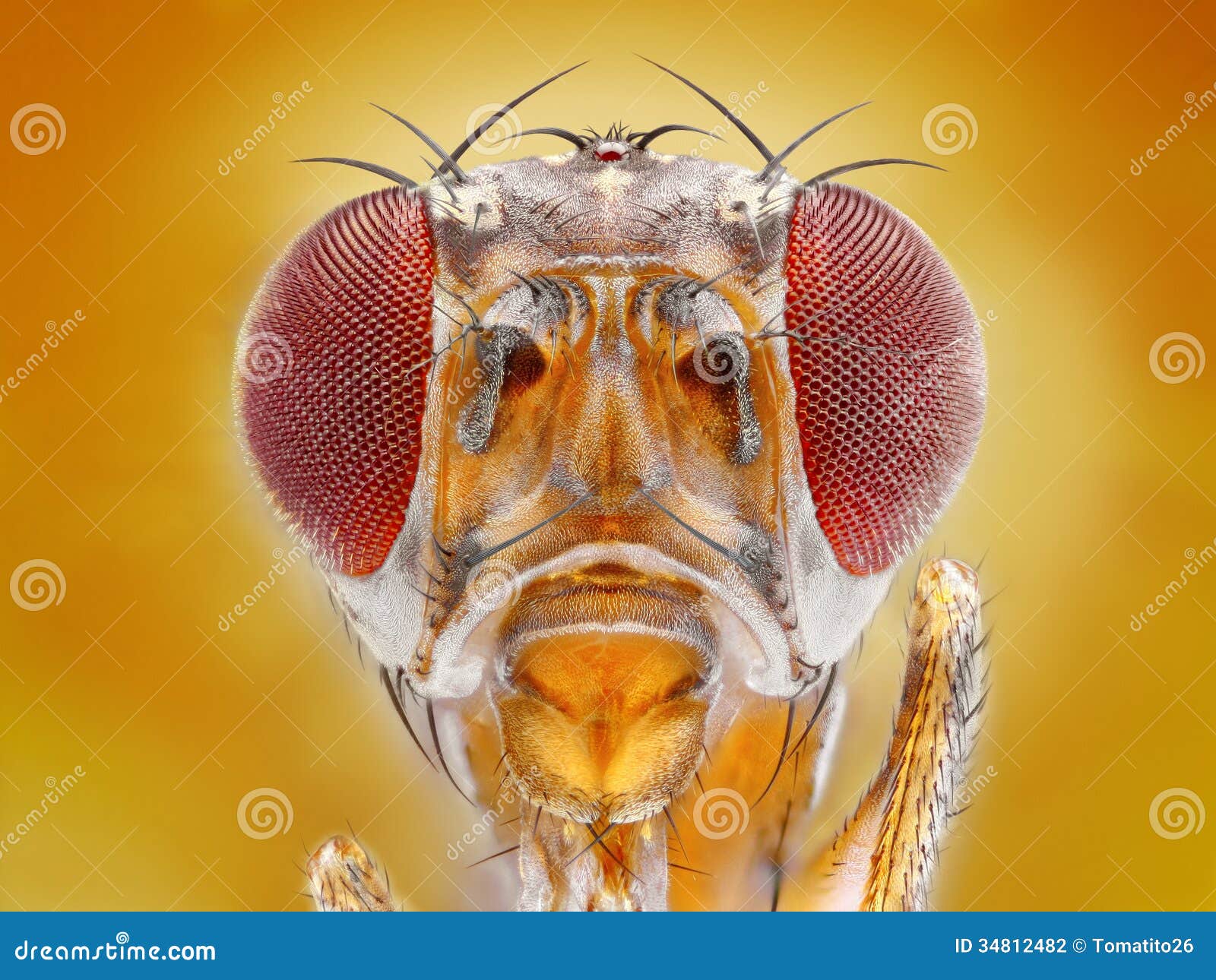fruit fly head