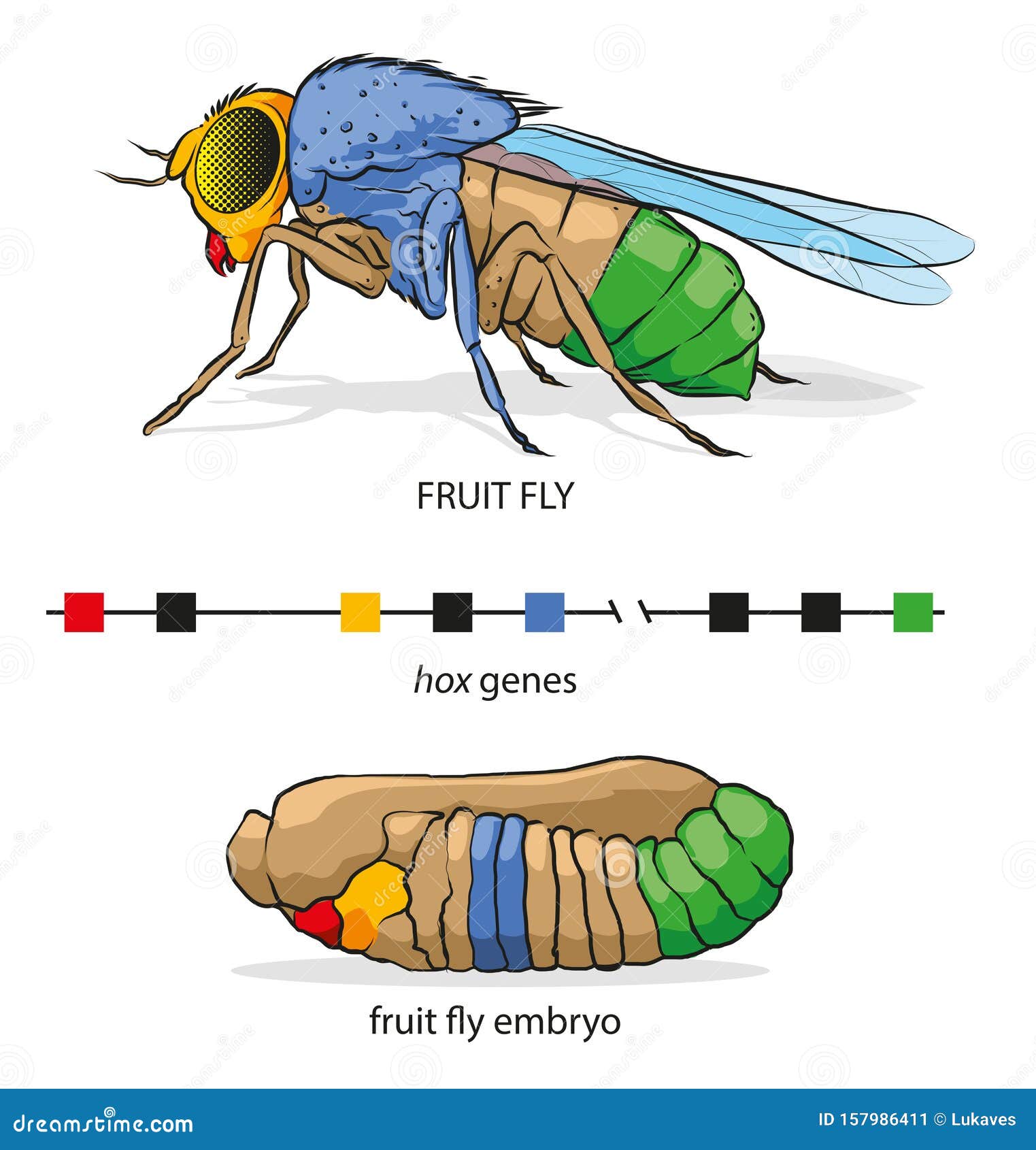 clipart fruit flies