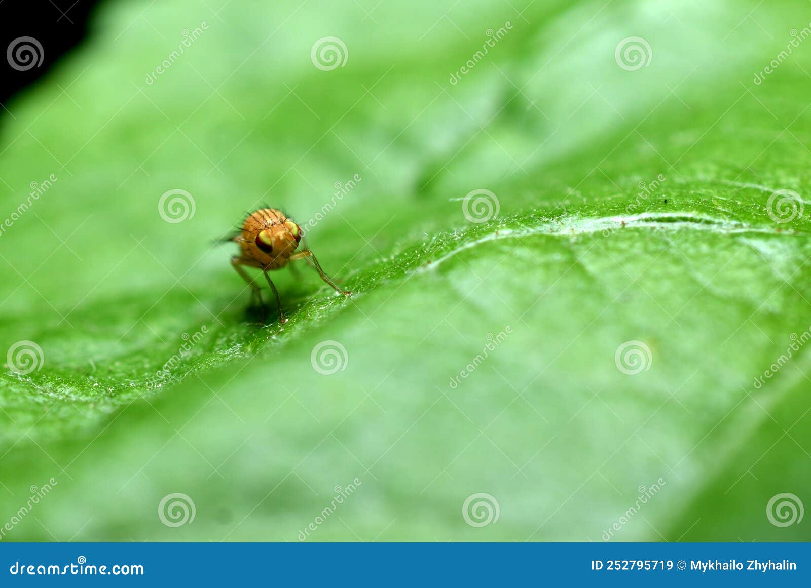 Fruit Fly Yellow and Green Leaf. Stock Image Image of drosophilidae, fruit 252795719