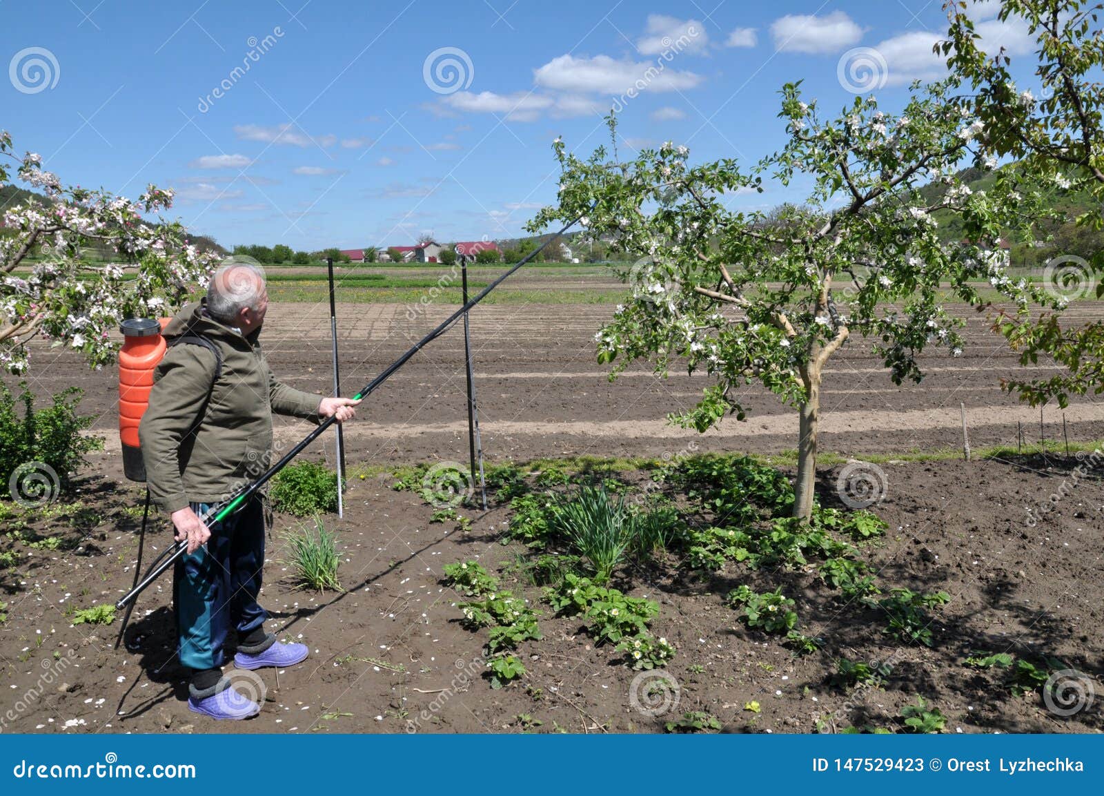 In the Fruit Garden, the Farmer Sprays the Trees Editorial Stock Photo
