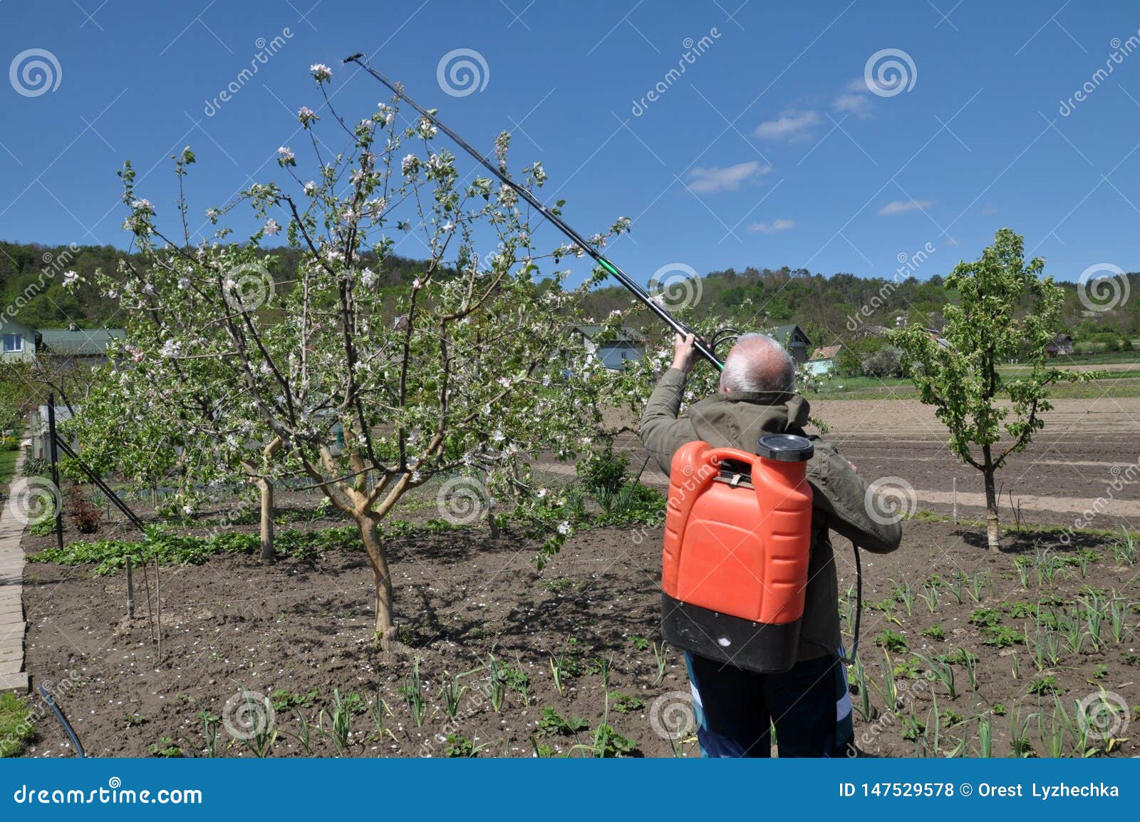 In the Fruit Garden, the Farmer Sprays the Trees Editorial Stock Photo