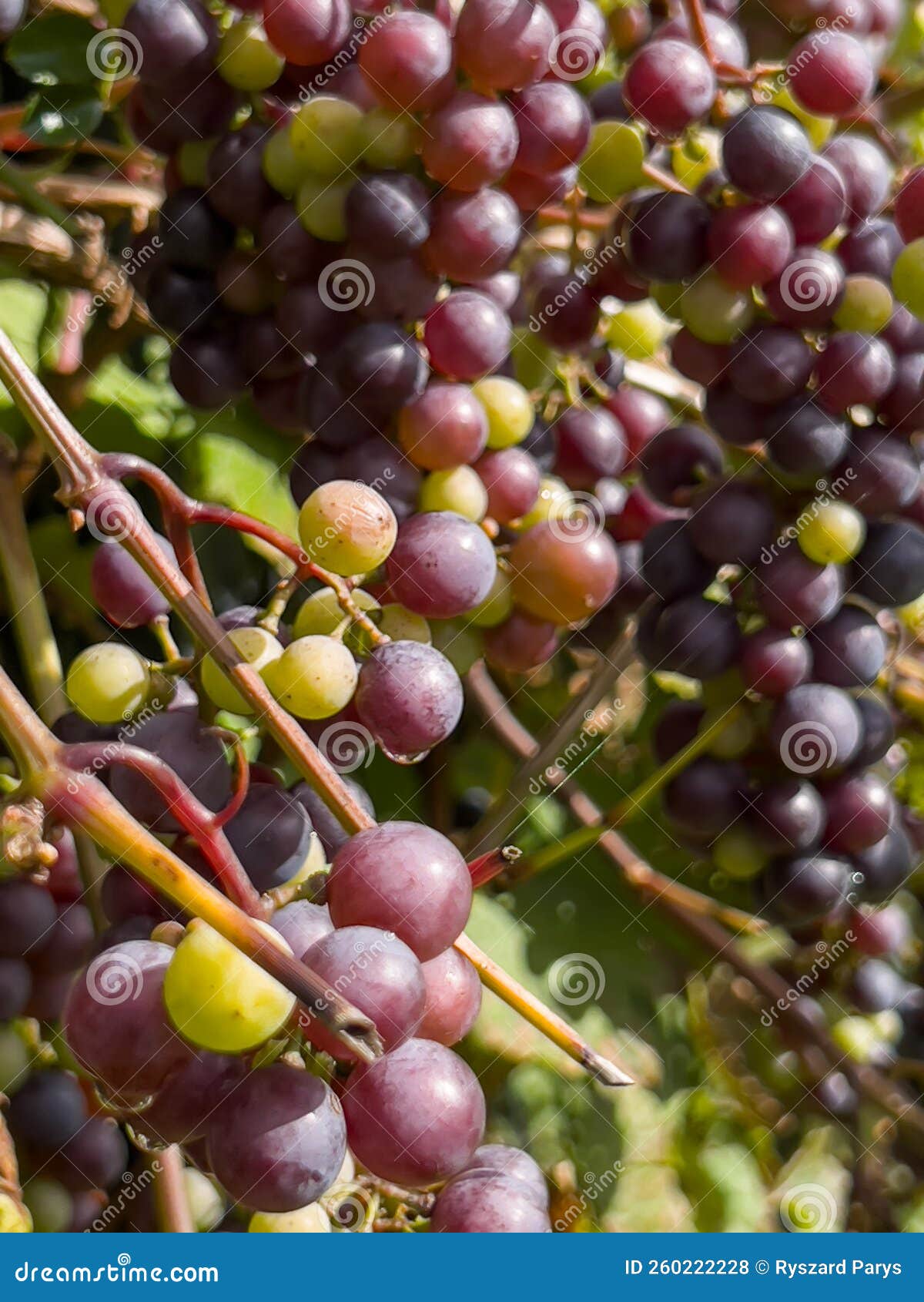 The Fruit of the Grapes Ripening in the Sun on the Vine Stock Photo