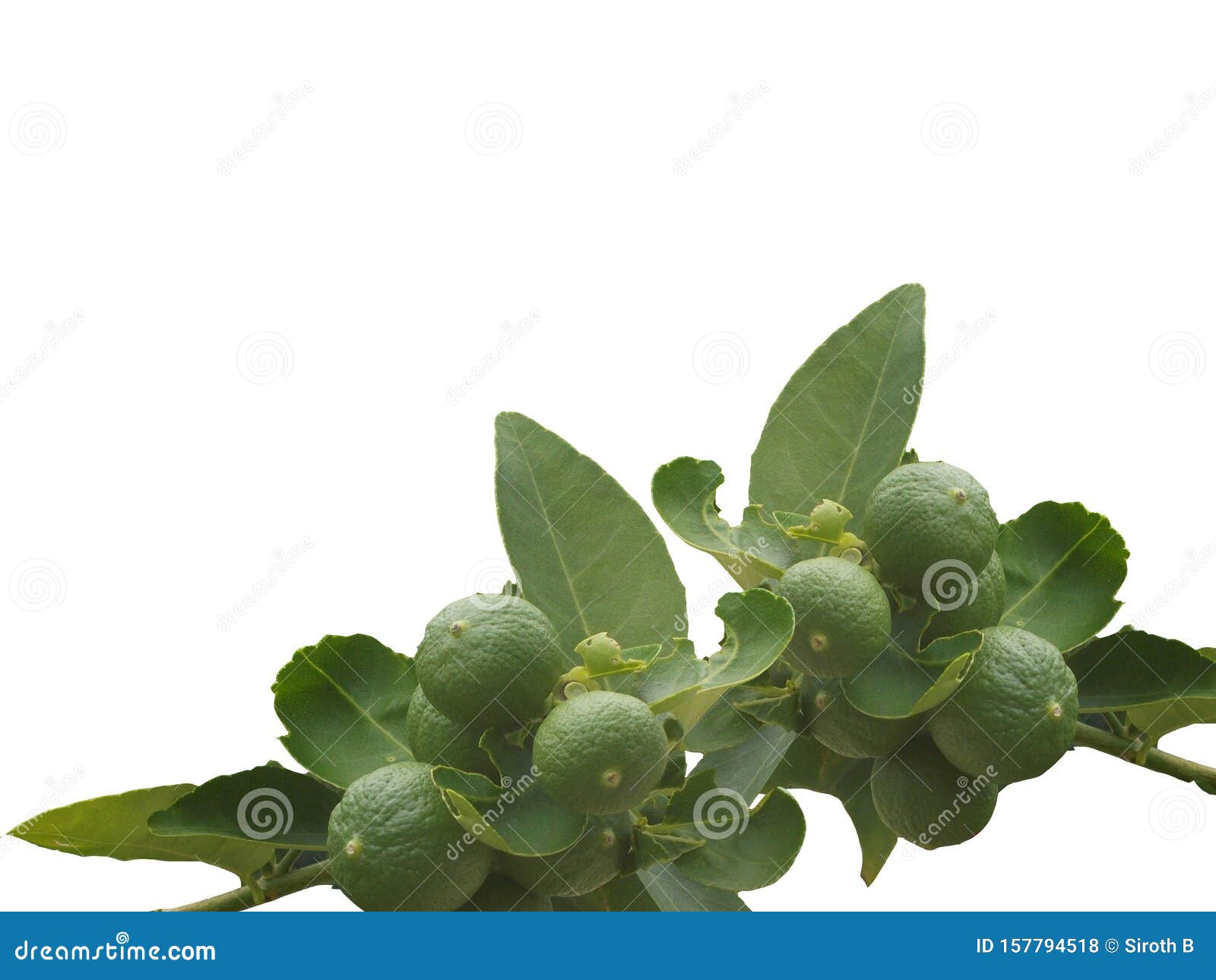 lemon fruit, tropical tree leaves with branches on white  background