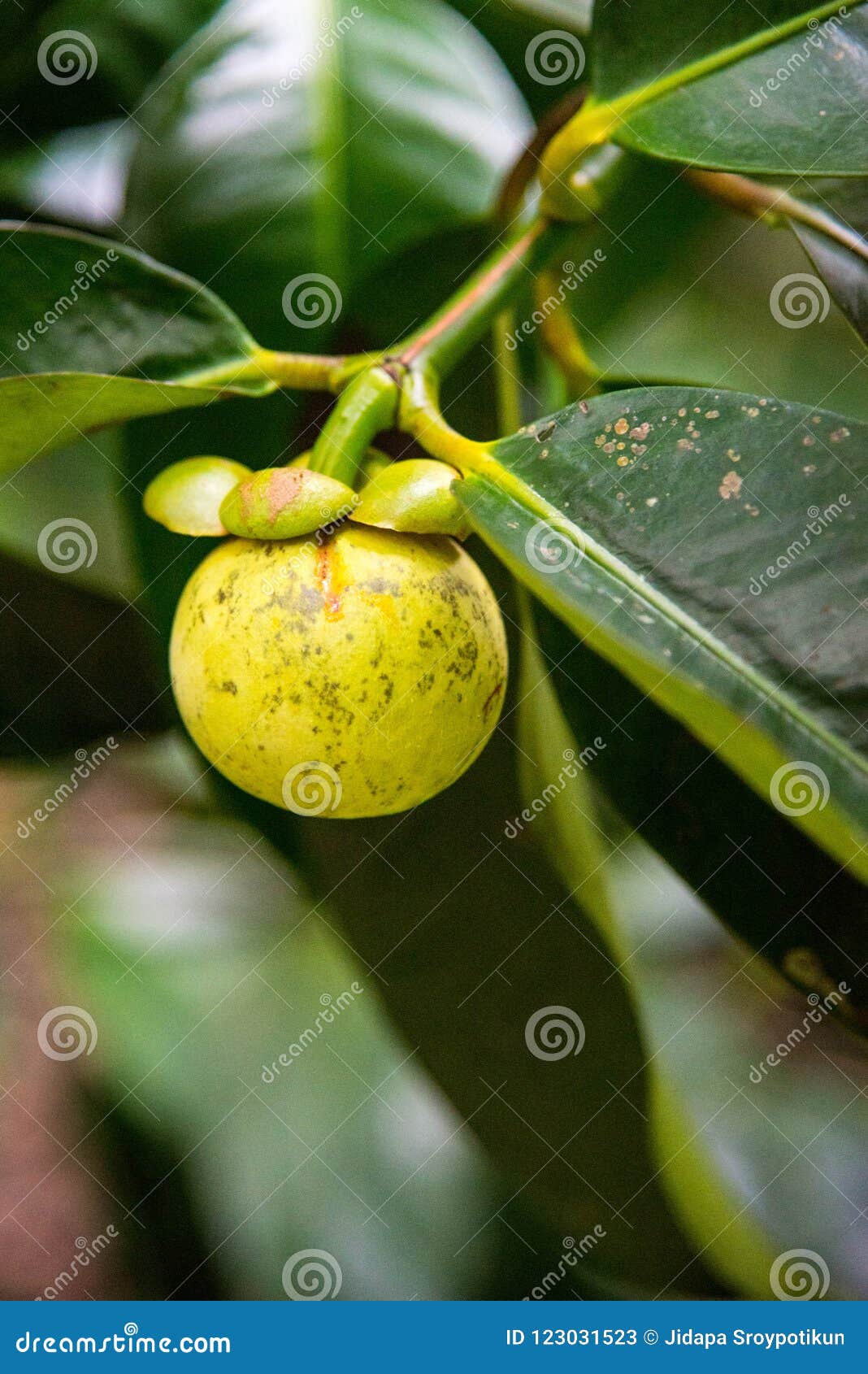Fruit green mangosteen stock image. Image of green, food 123031523