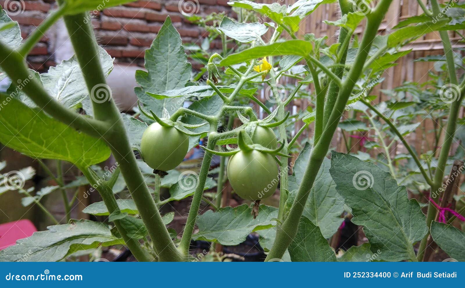 The Fruit of the Green Tomato Plant Stock Photo Image of shrub, food