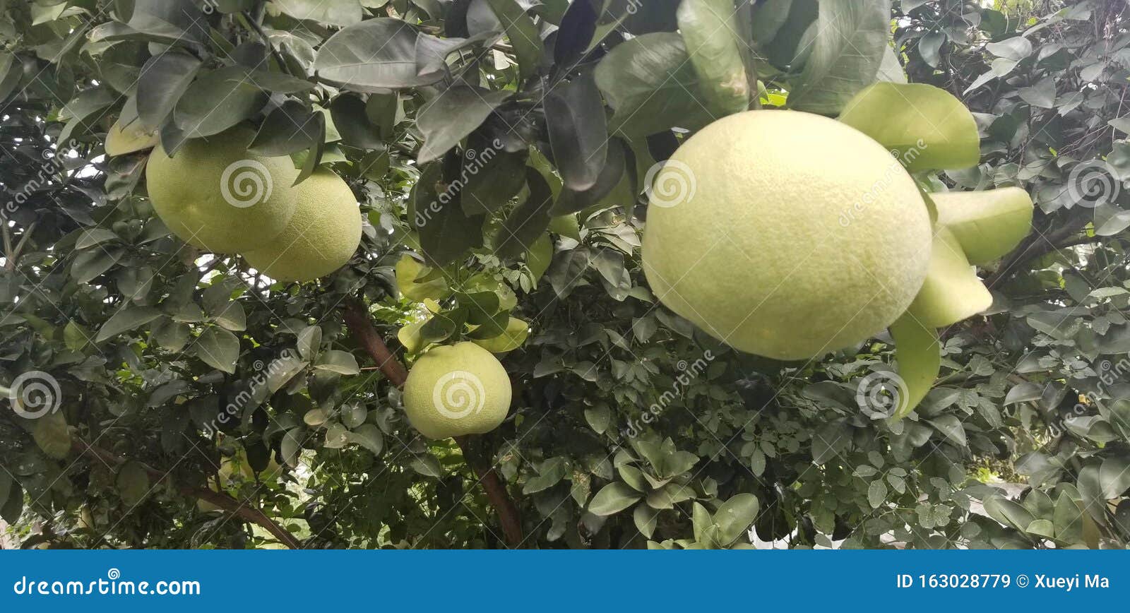 Grapefruit stock image. Image of china, chinese, garden 163028779