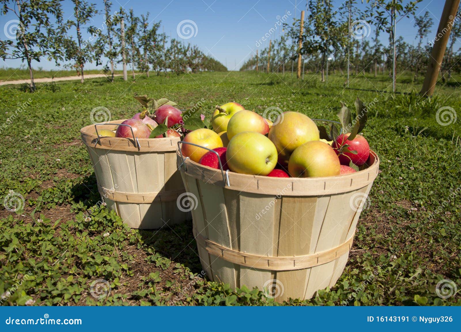 Fruit harvest stock image. Image of growing, garden, pick 16143191