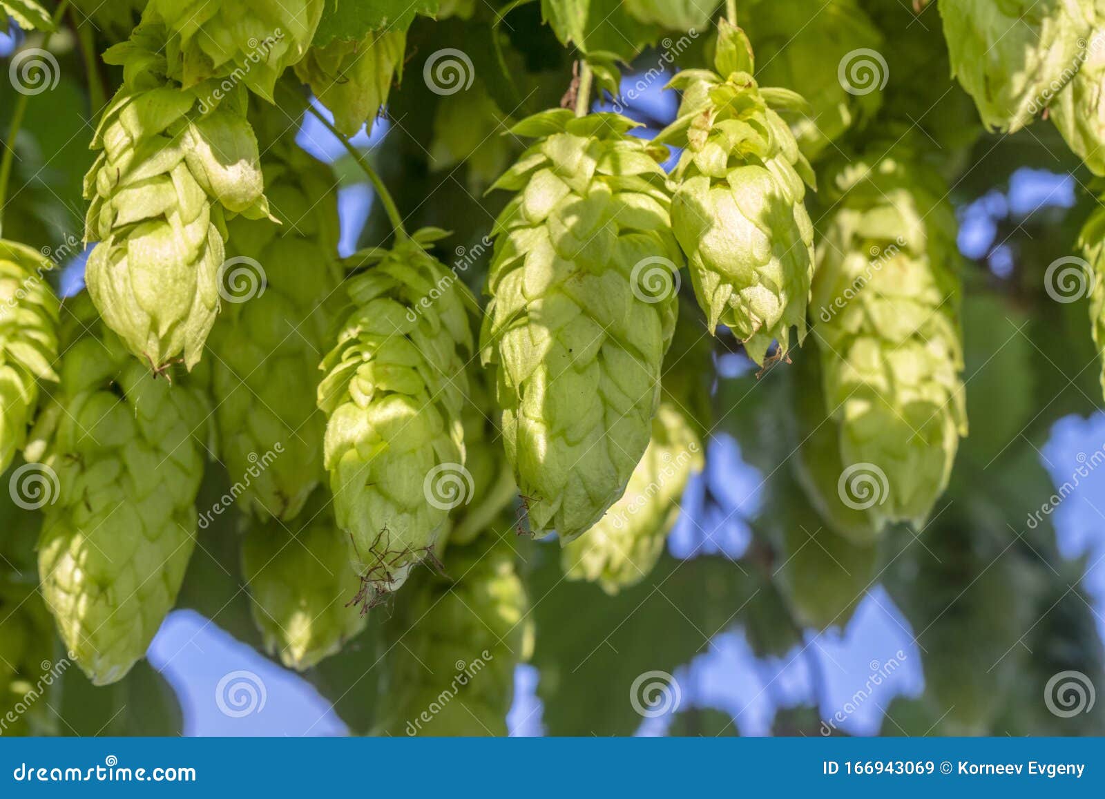 The Fruit of Hops, a Natural Product, a Beer Ingredient Stock Image