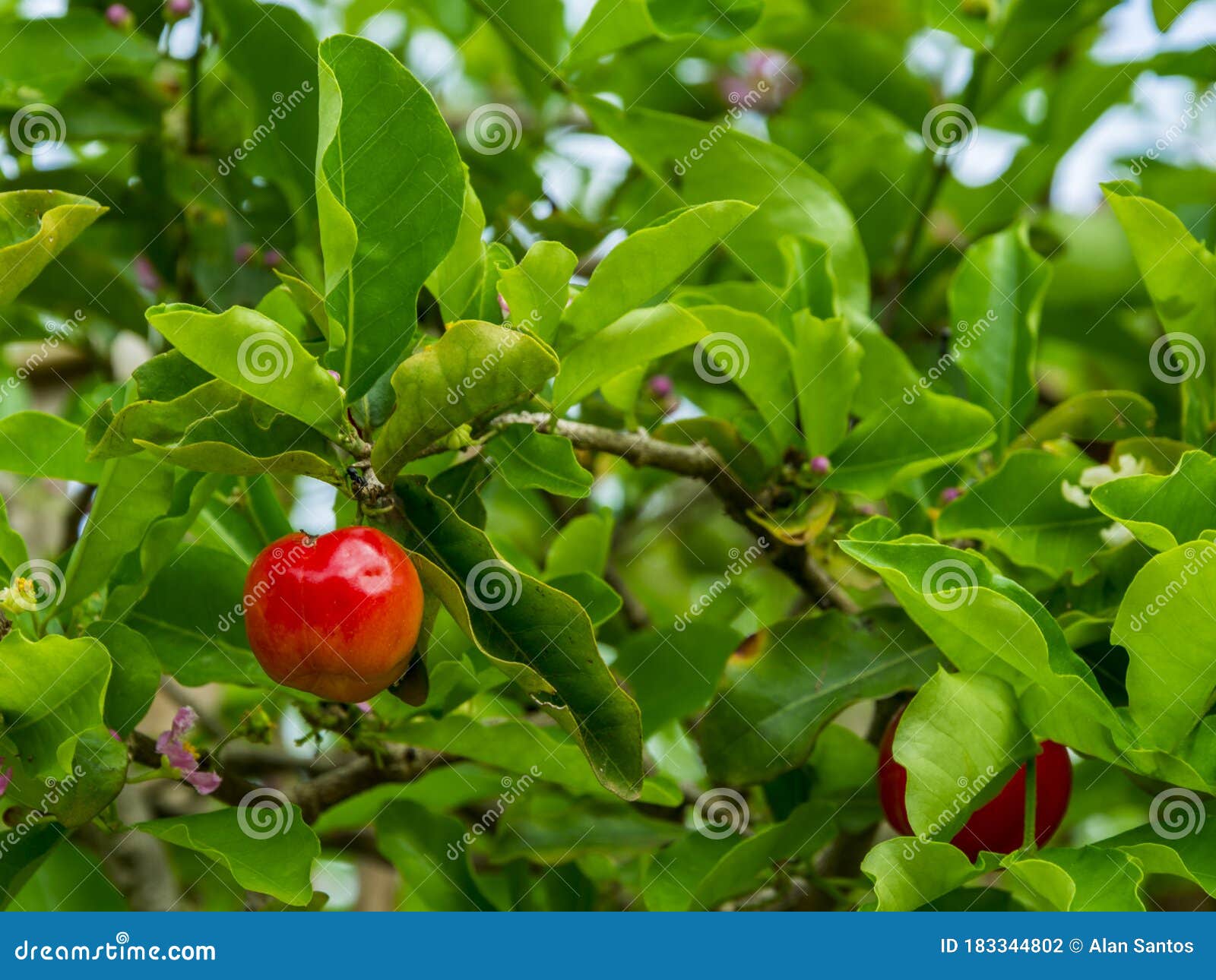 we call this cherry as pitanga