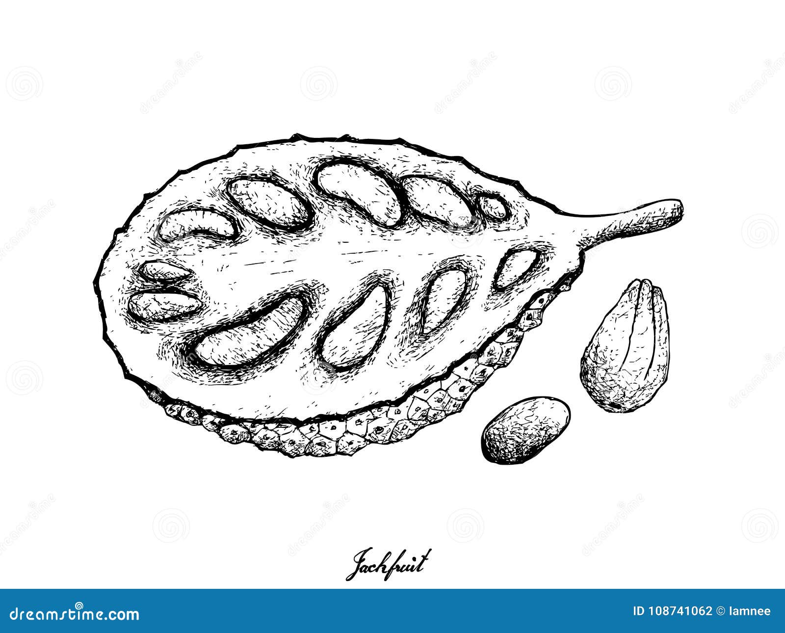 Hand Drawn of Ripe Jackfruit on White Background Stock Vector ...