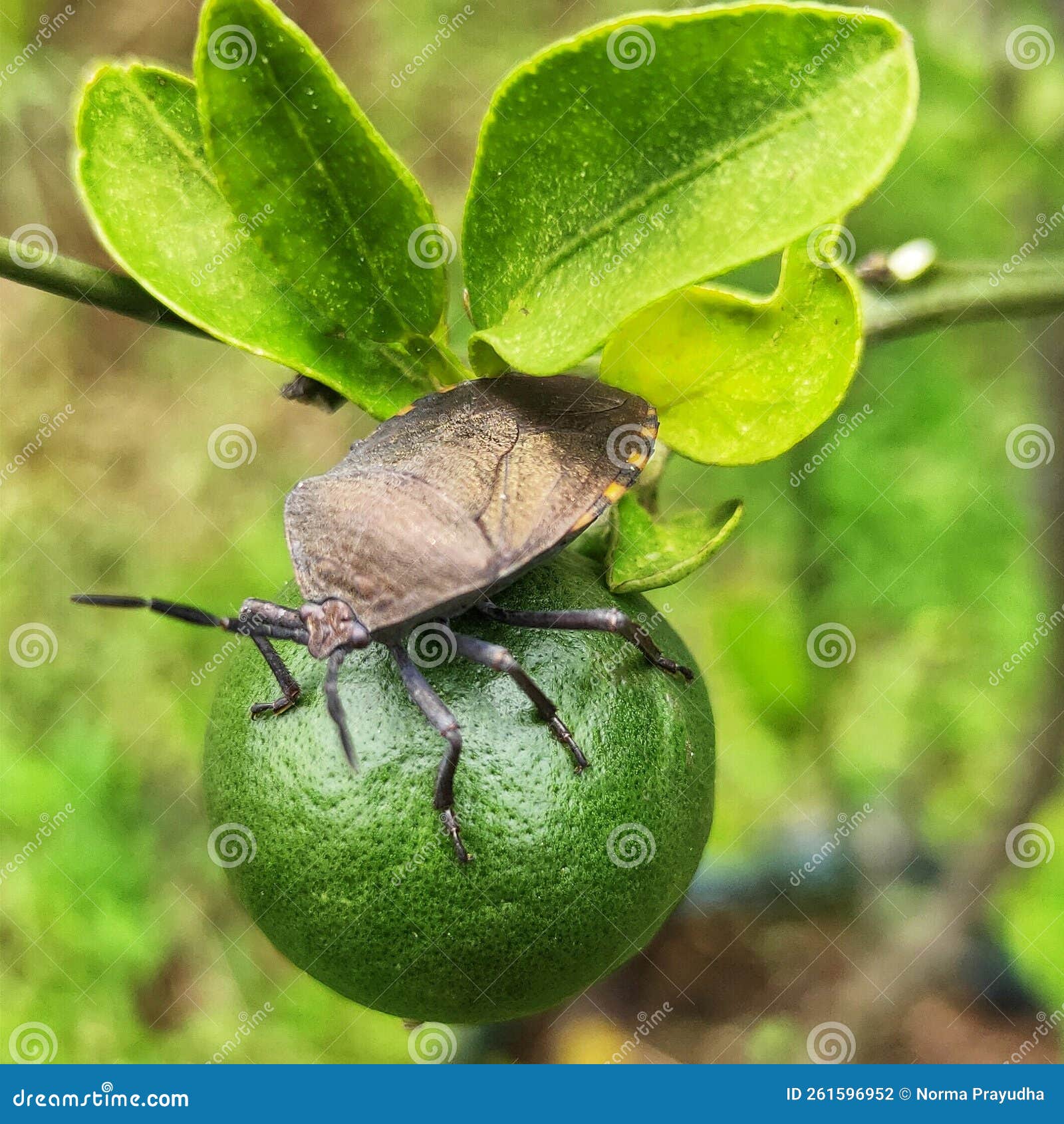 Fruit Insects Perch on Citrus Plants Stock Photo Image of insects