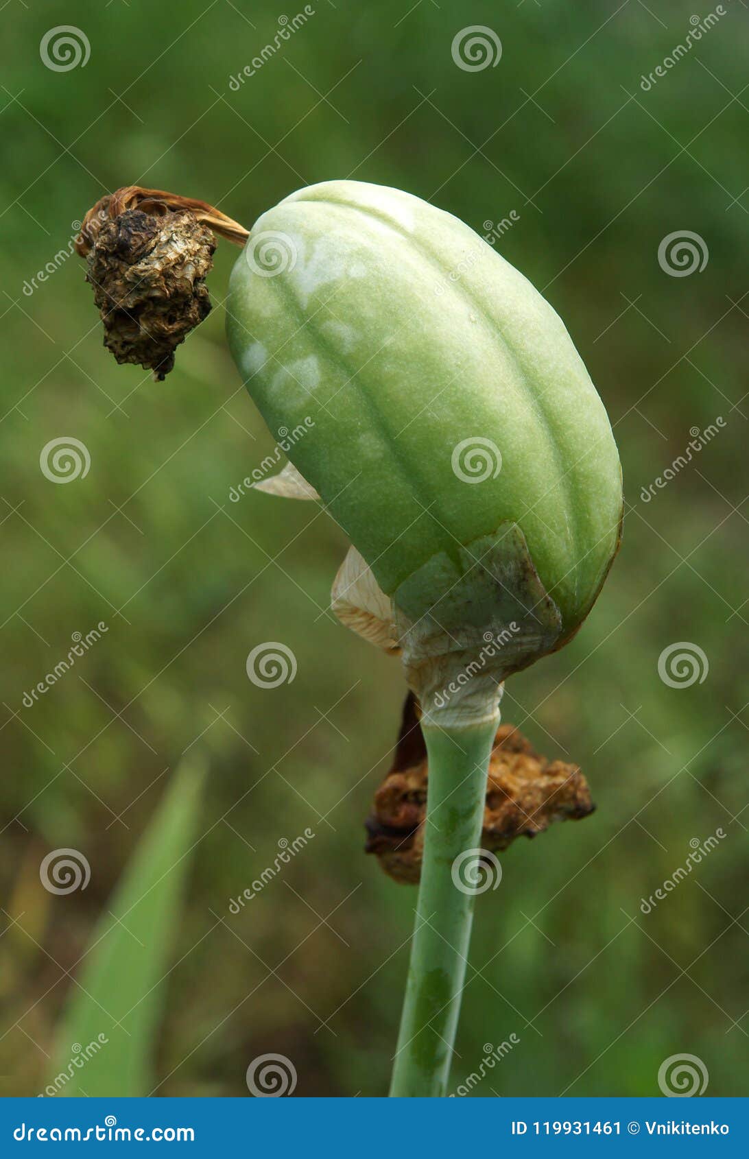 The fruit of iris stock image. Image of iris, summer 119931461