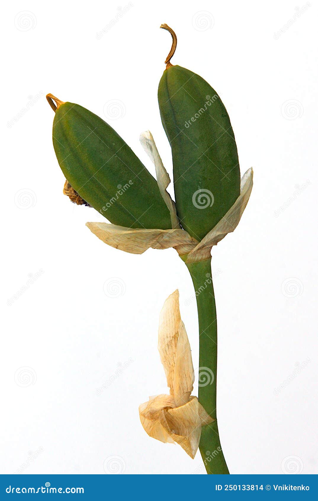 The fruits of iris stock photo. Image of leaf, slices 250133814