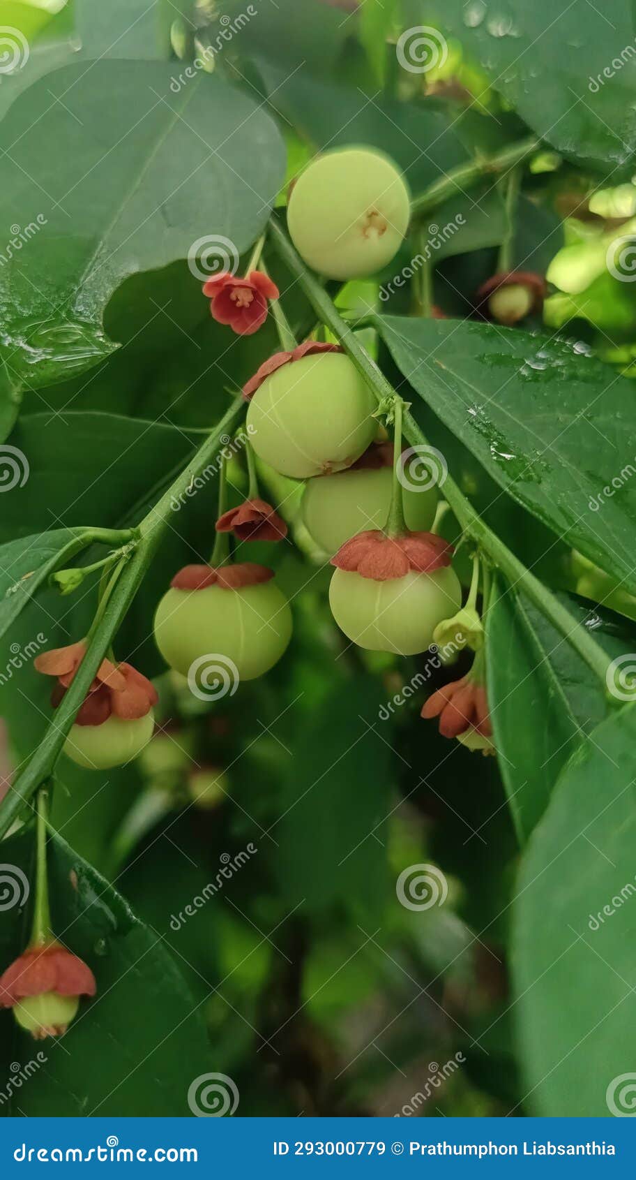 Fruit of the Jasmine Tree (Jasmine Stock Image Image of outdoor