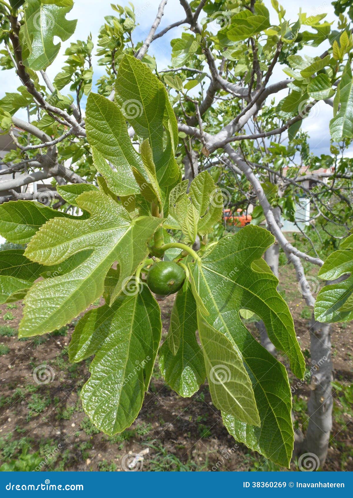 A Fruit in the Leaves of a Fig Tree Stock Image Image of healthy
