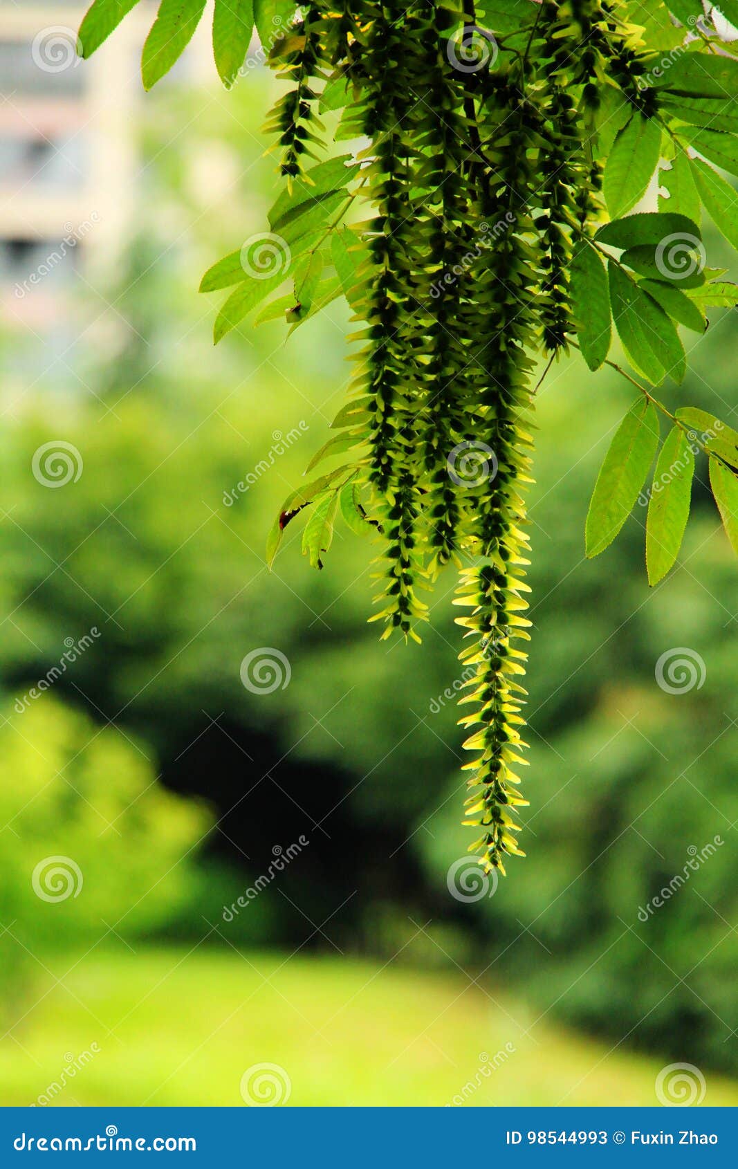 maple tree fruit