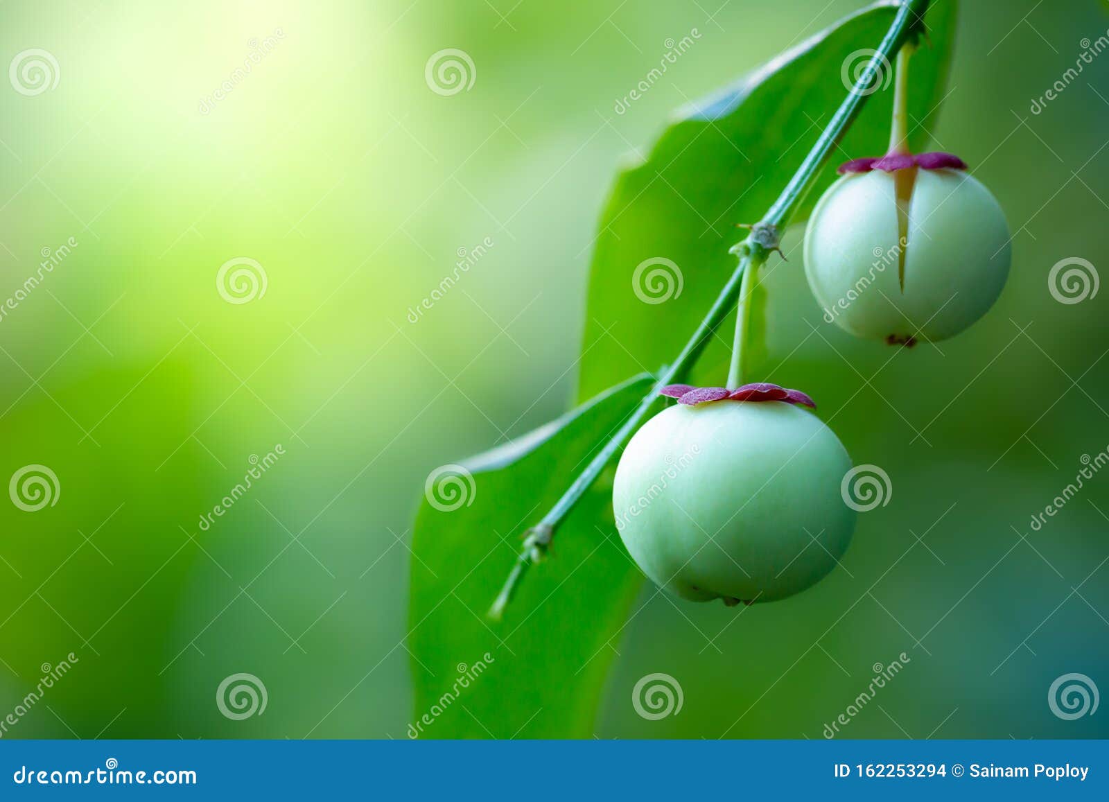 Fruit of Melientha Suavis Pierre or Sauropus Androgynus. Stock Photo