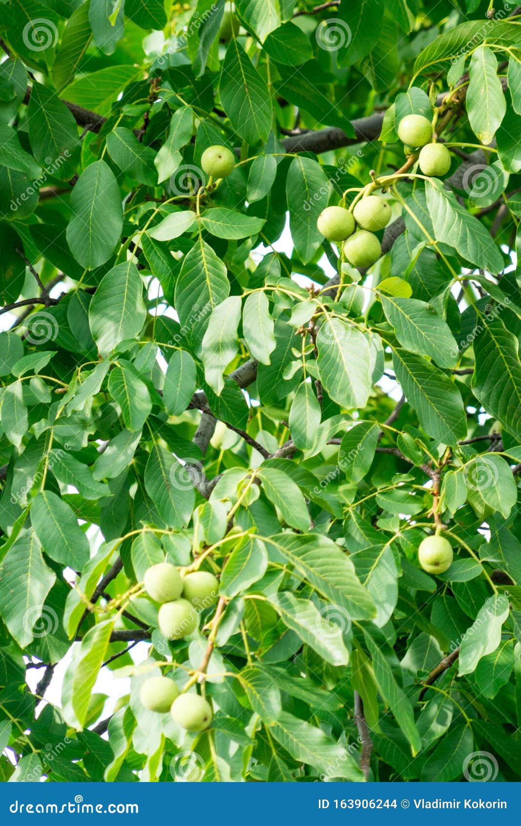 The Fruit Of The Nut Grows On The Tree Stock Photo - Image of branch