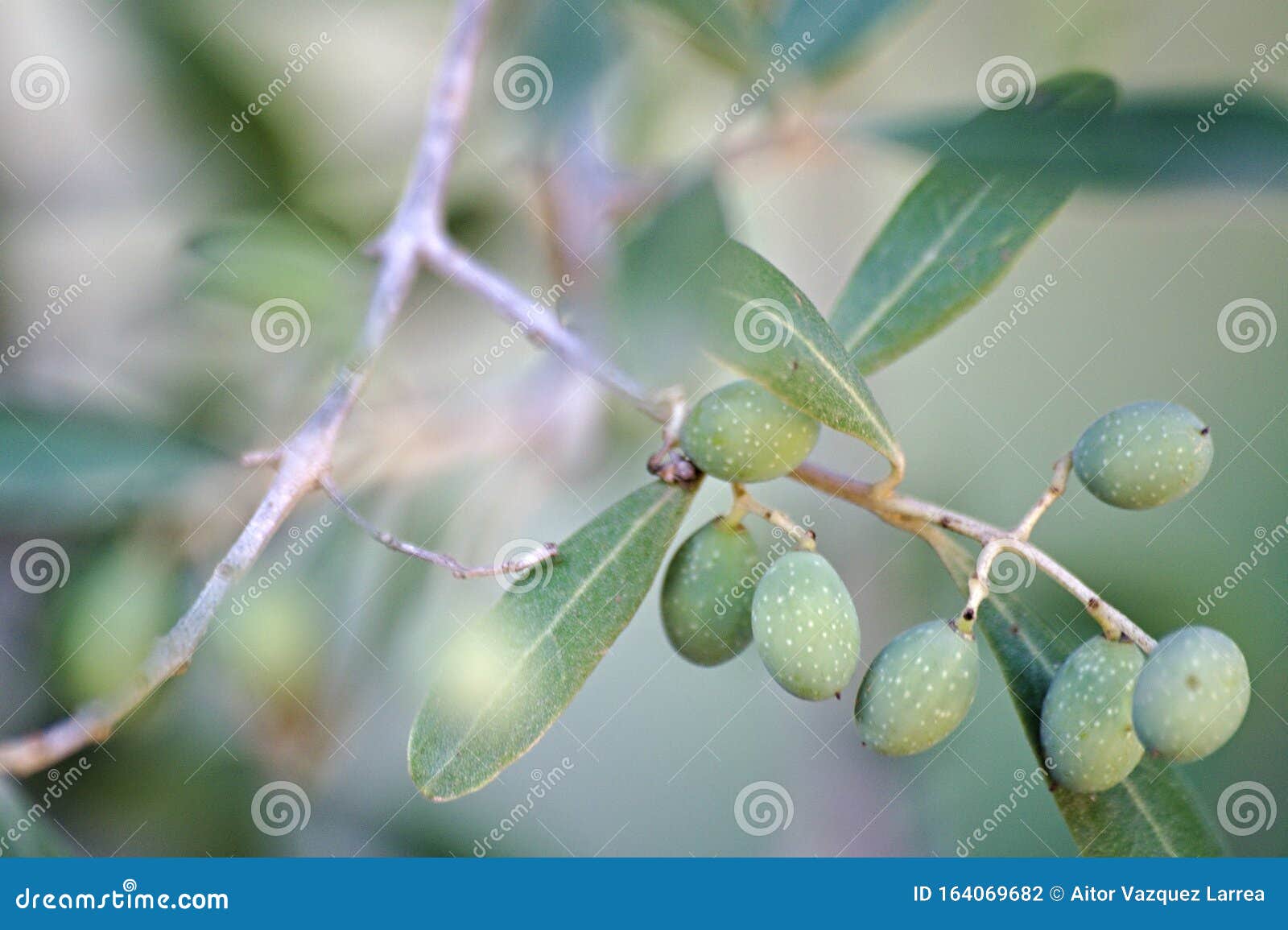 Fruit of the olive tree stock photo. Image of summer 164069682