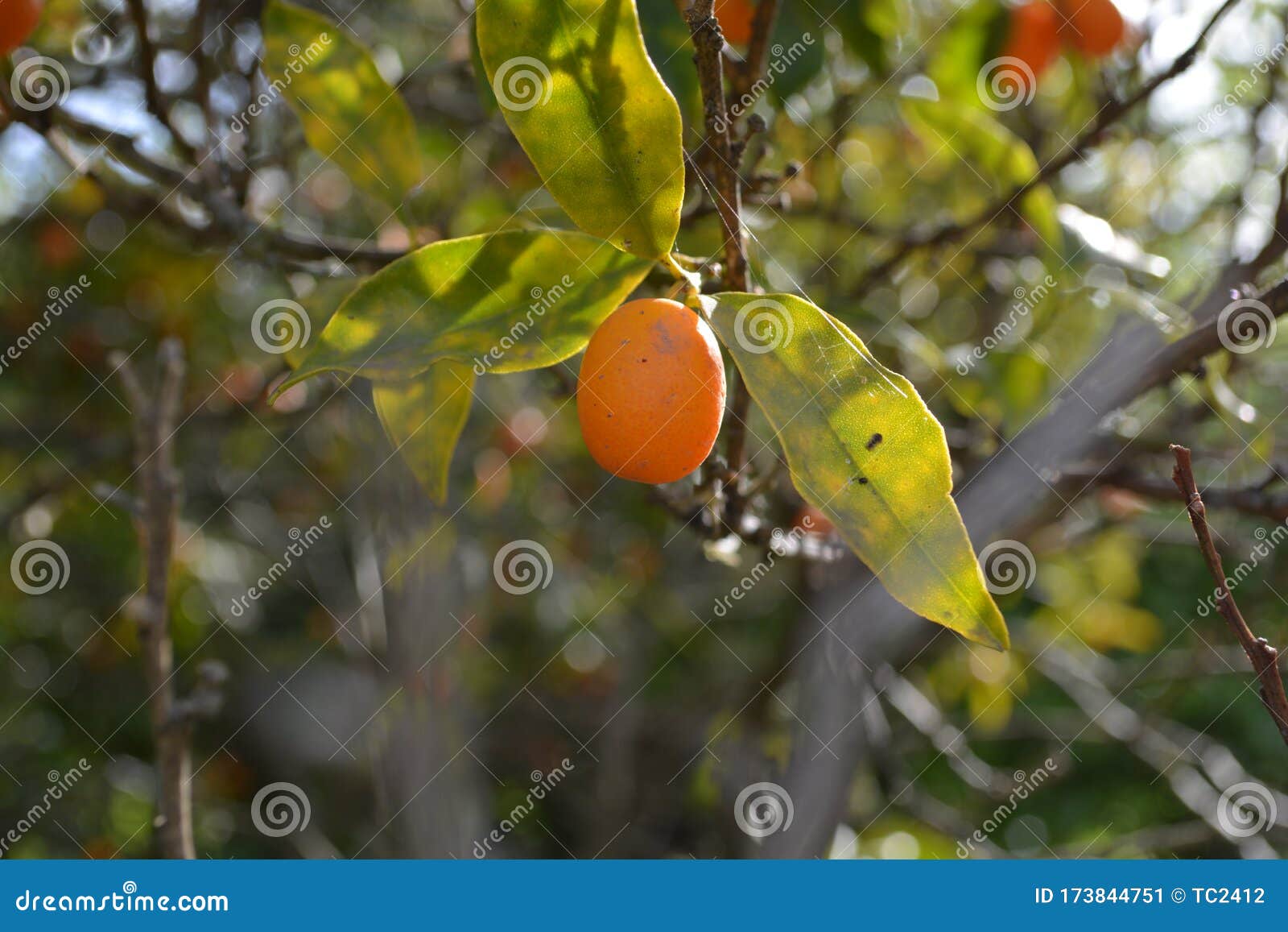Quinoto stock image. Image of quinoto, orange, kumcuat 173844751