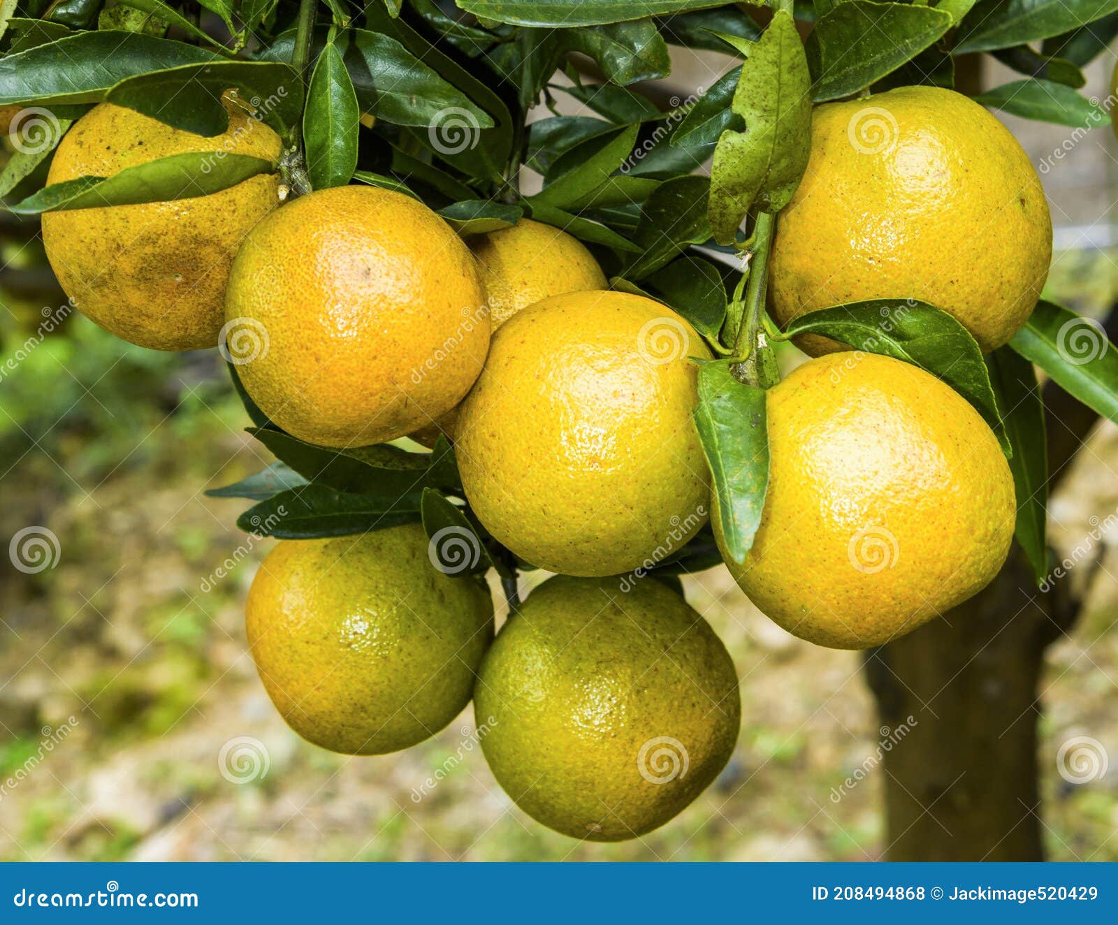 The Fruit of the Oranges Tree. Stock Photo Image of nutrition