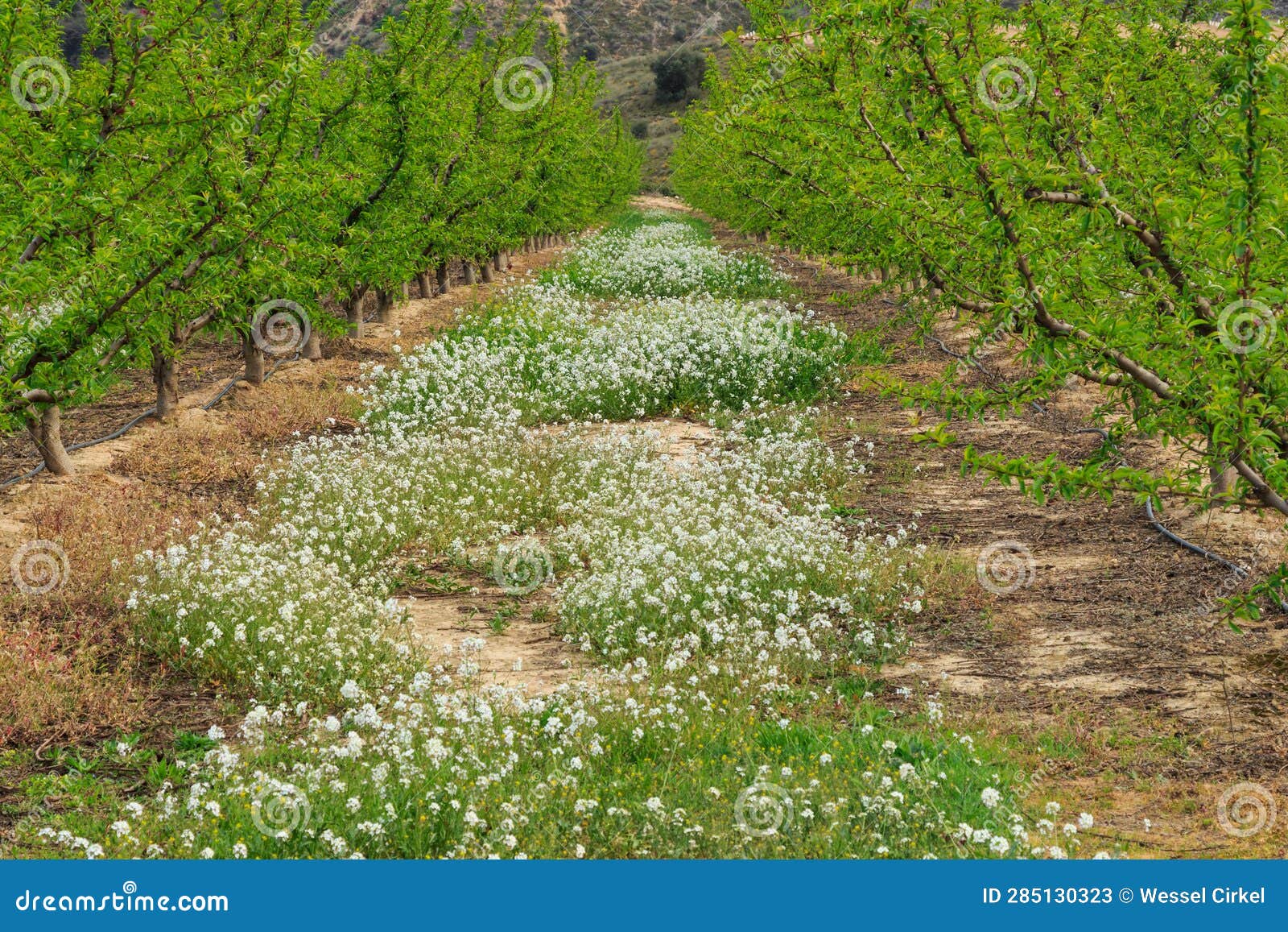 fruit orchard and flowering plants near fraga, spain