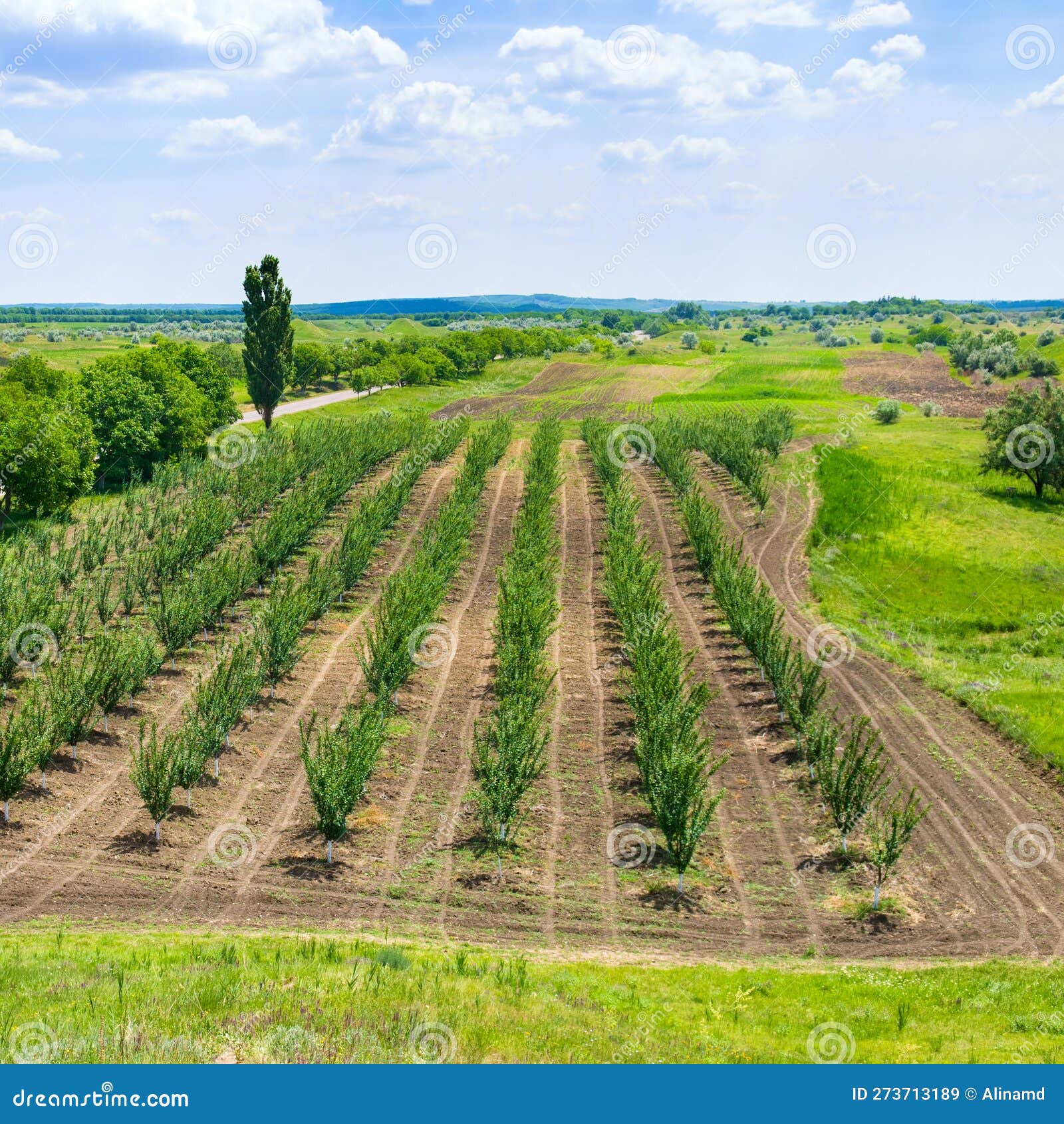 Fruit Orchard on Hilly Terrain Stock Image Image of country, garden