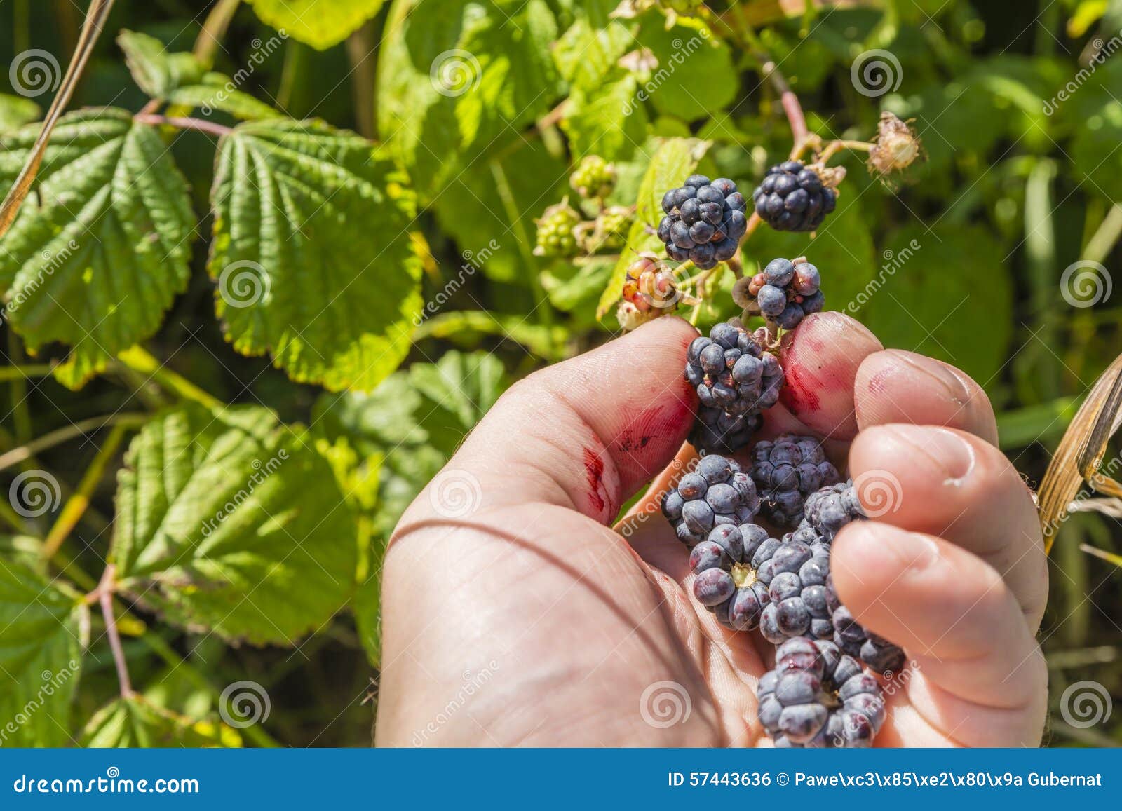 Fruit picking blackberries stock photo. Image of shrub 57443636