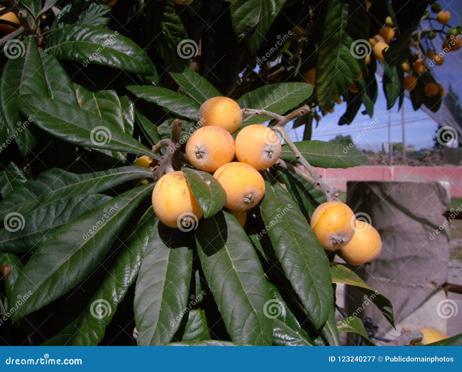 Fruit, Plant, Fruit Tree, Produce Picture. Image 123240277