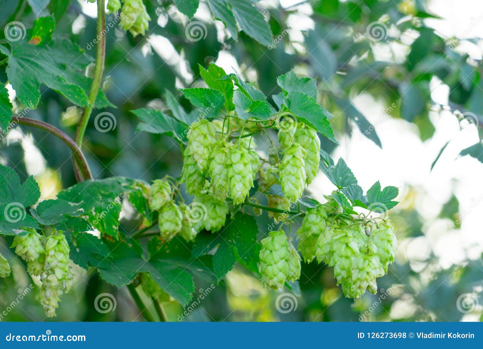 Fruit Plant Hops on Branches. Place for Your Text Stock Photo Image