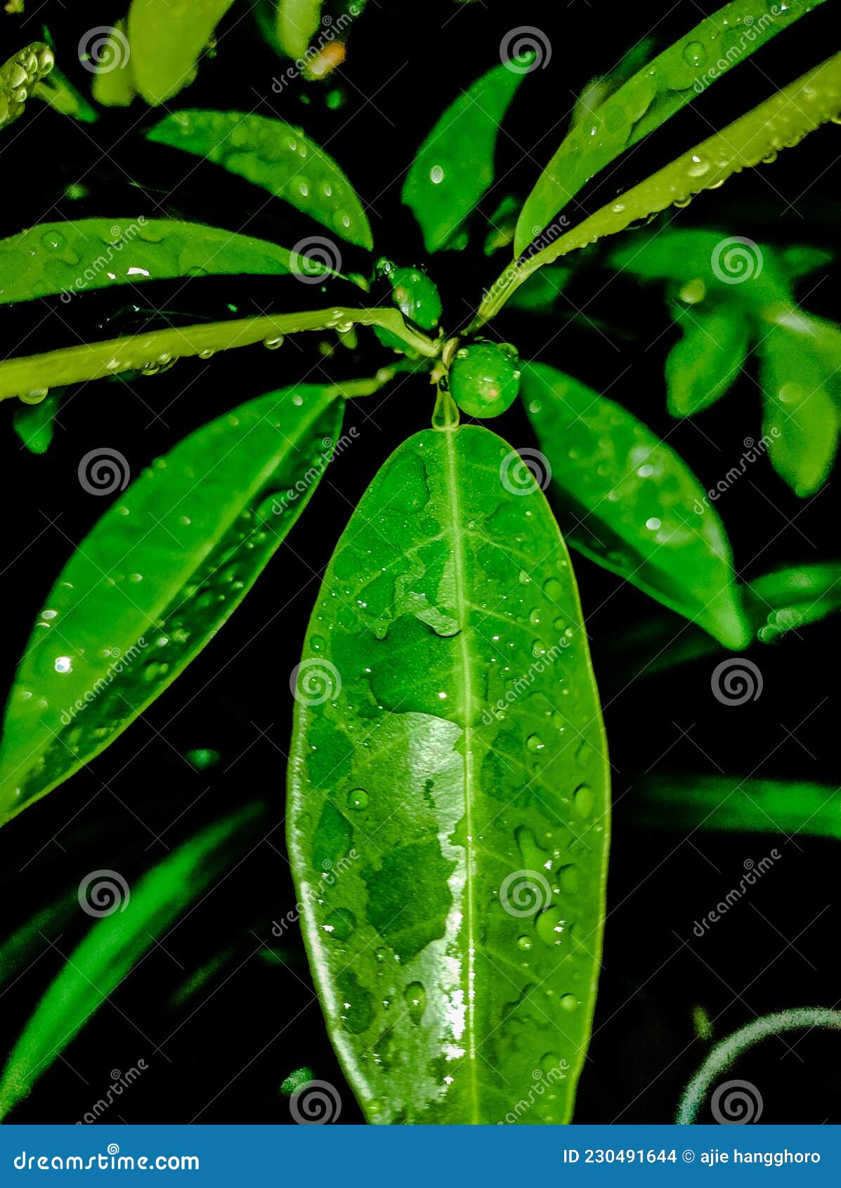 Fruit Plant in a Pot of Nagami Oranges Stock Photo Image of macro, background 230491644