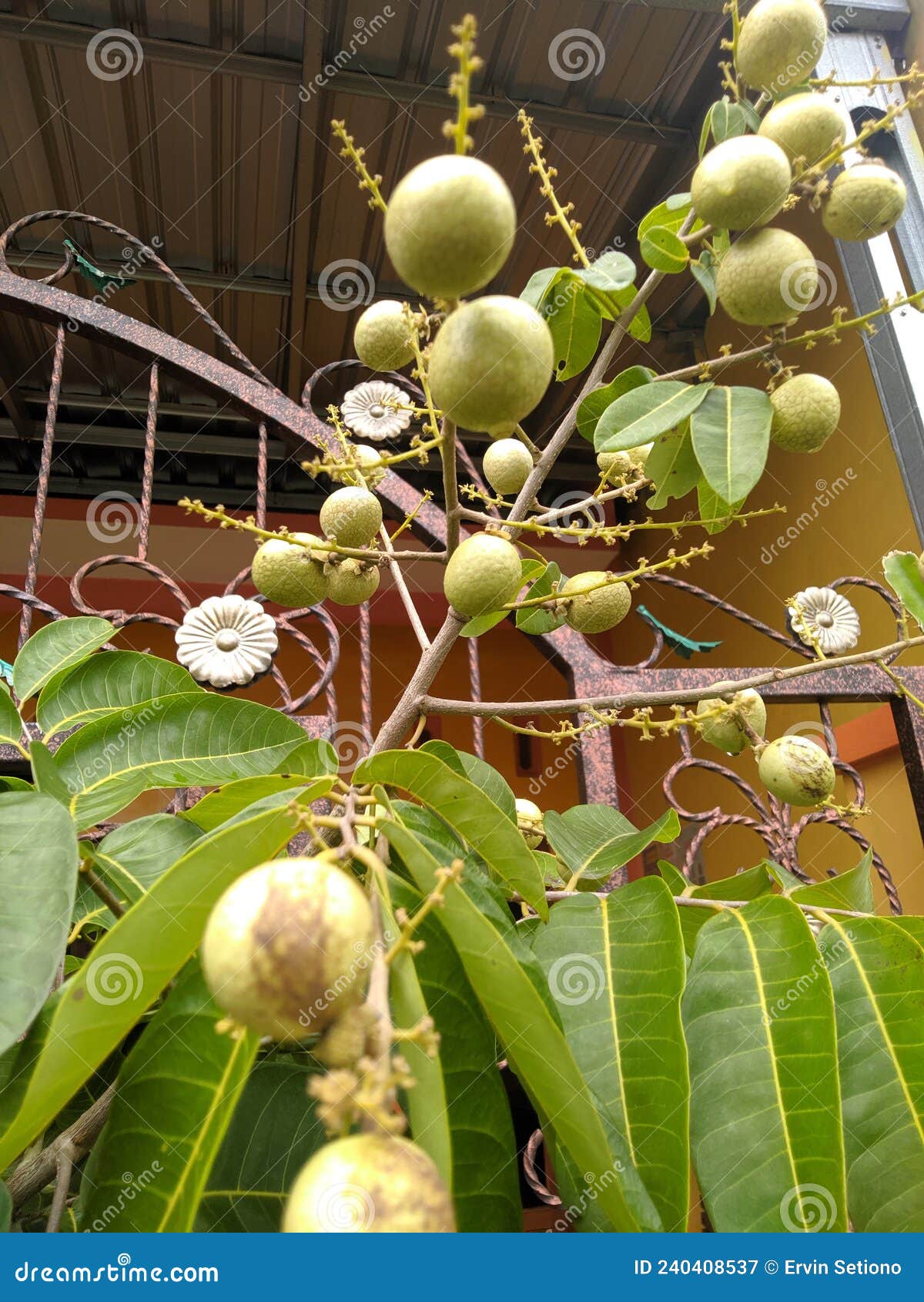 Fruit plants in pots stock image. Image of tree, spring 240408537