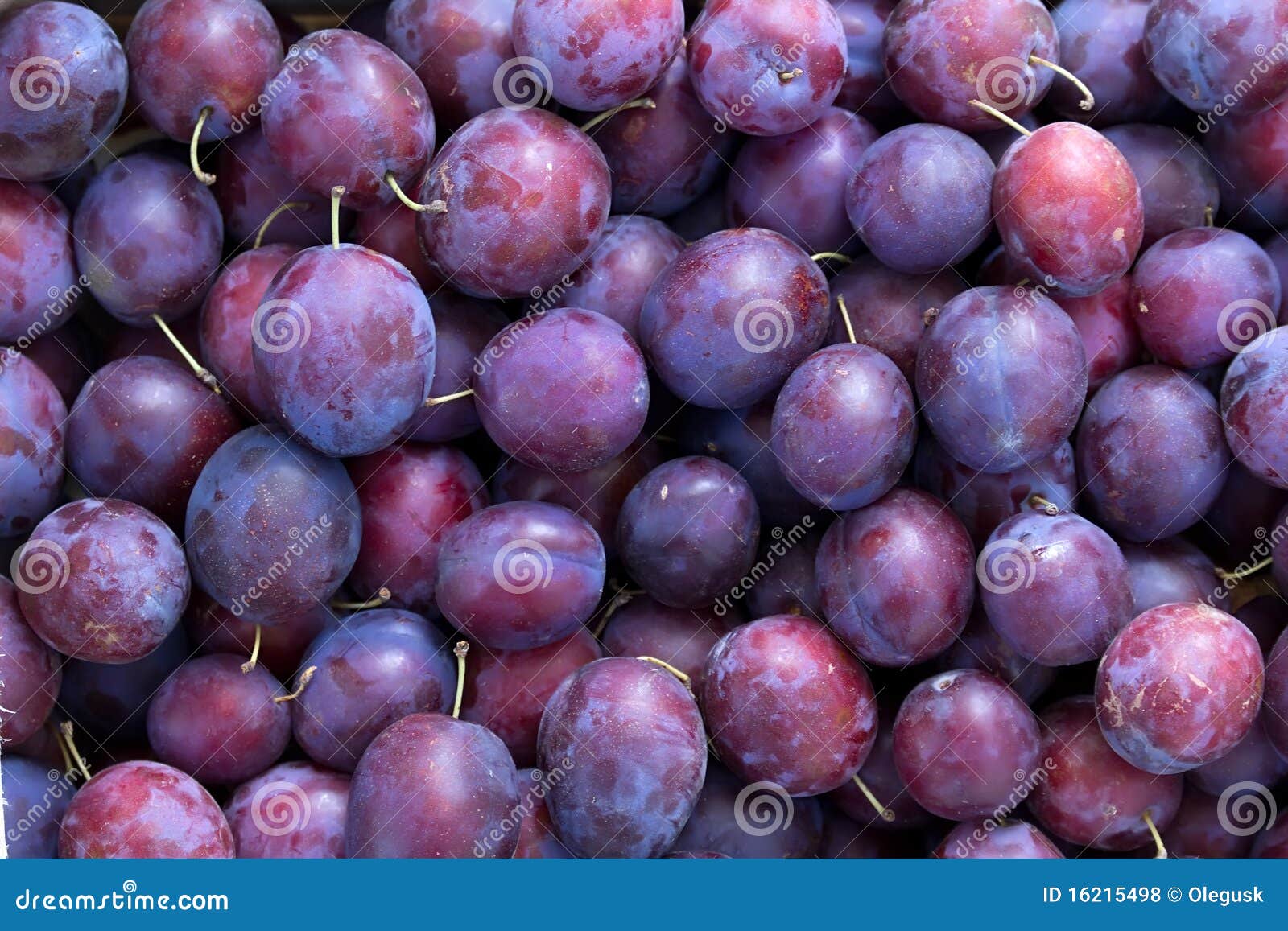 Fruit plums blue stock photo. Image of season, blue, plums 16215498