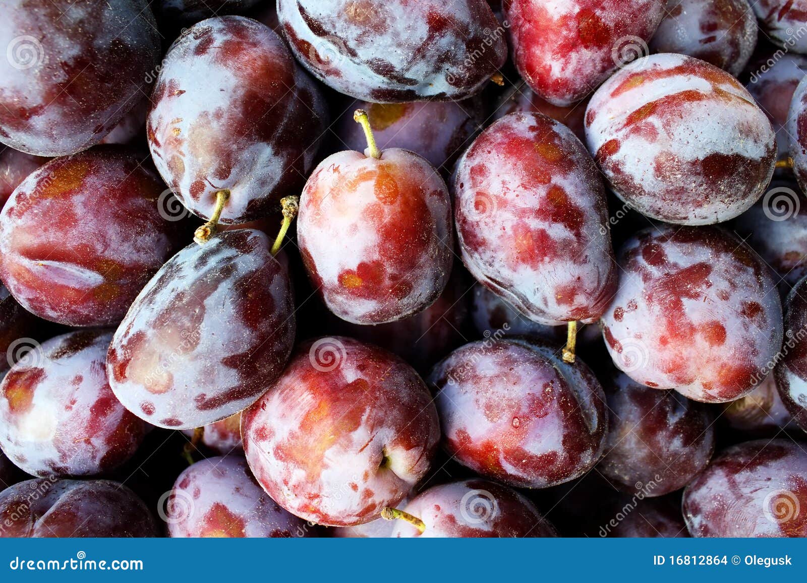 Fruit plums ripe stock photo. Image of plums, fruit, agriculture 16812864