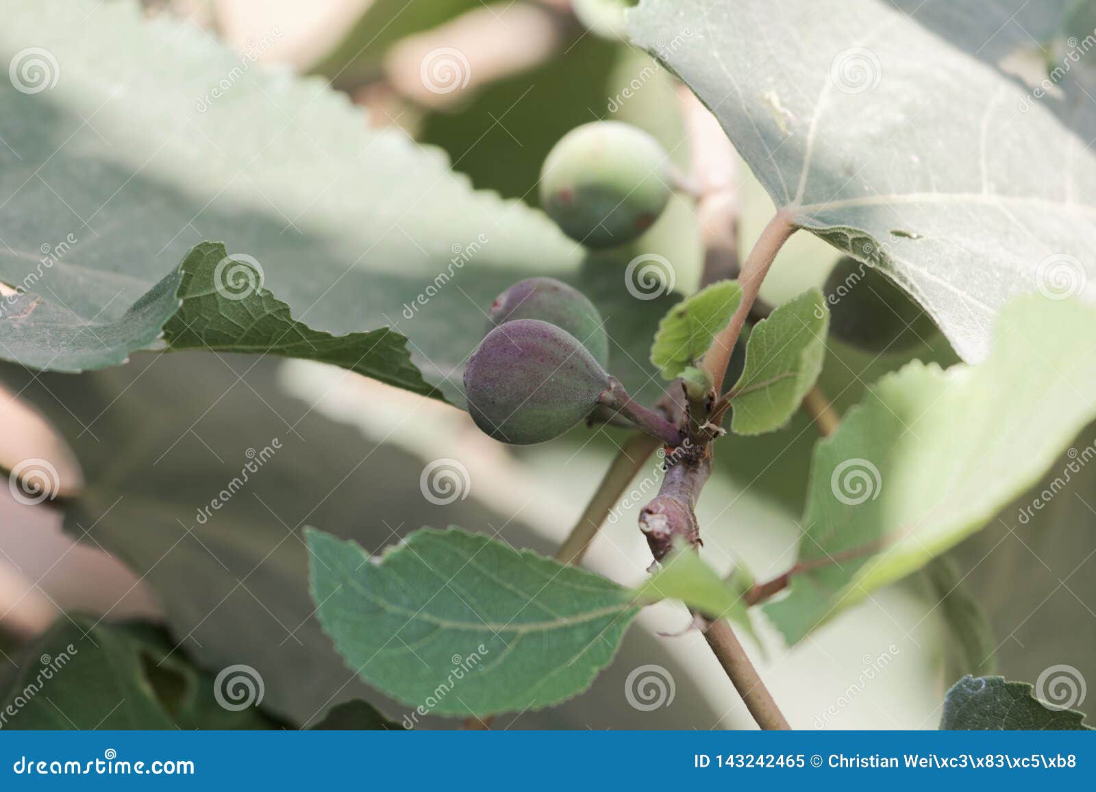 Fruit of a Punjab Fig, Ficus Palmata Stock Image Image of leaf