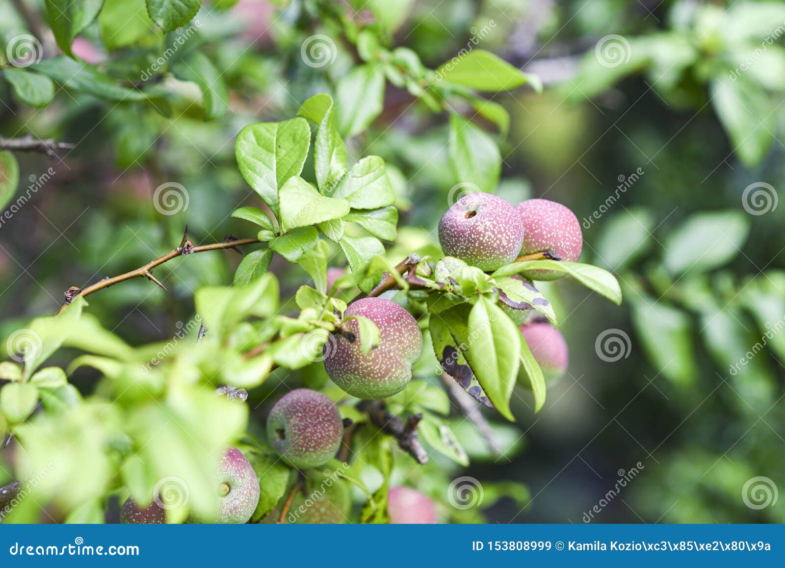 the fruit of quince blooming in garden
