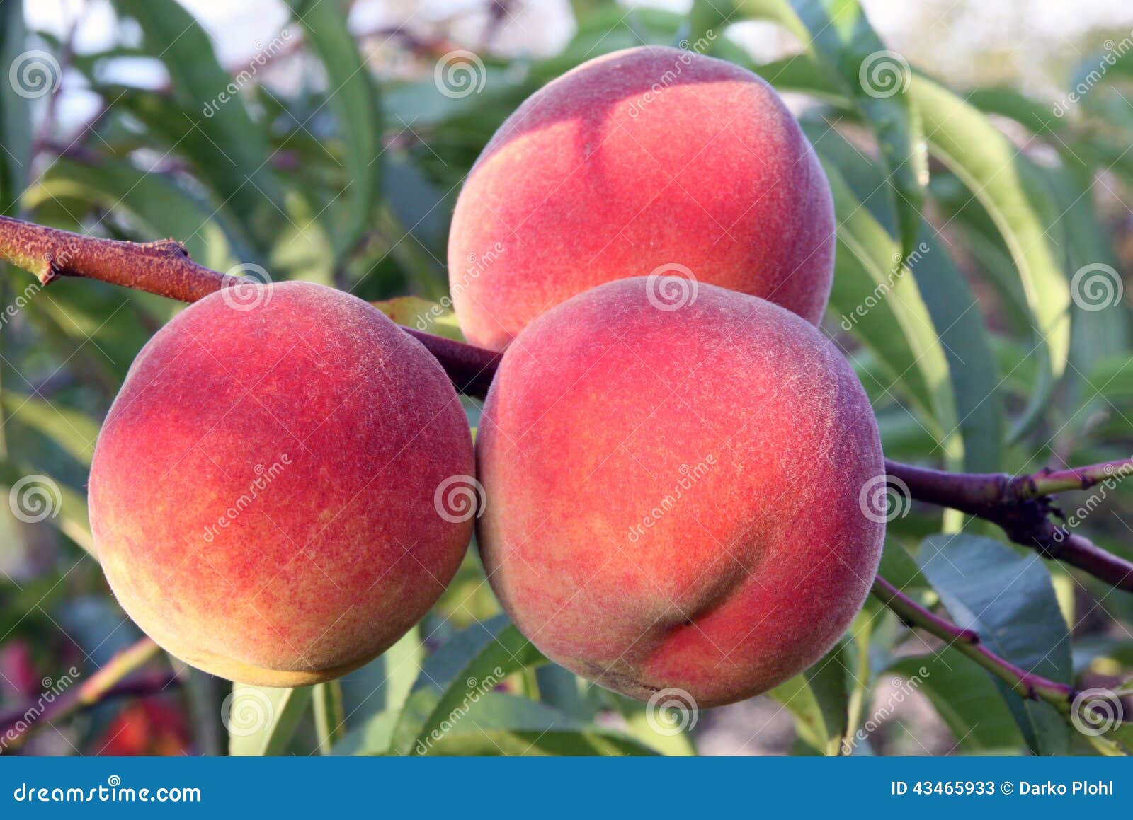 Fruit Red Peach on a Branch of the Tree Stock Image - Image of maturity,  autumn: 43465933